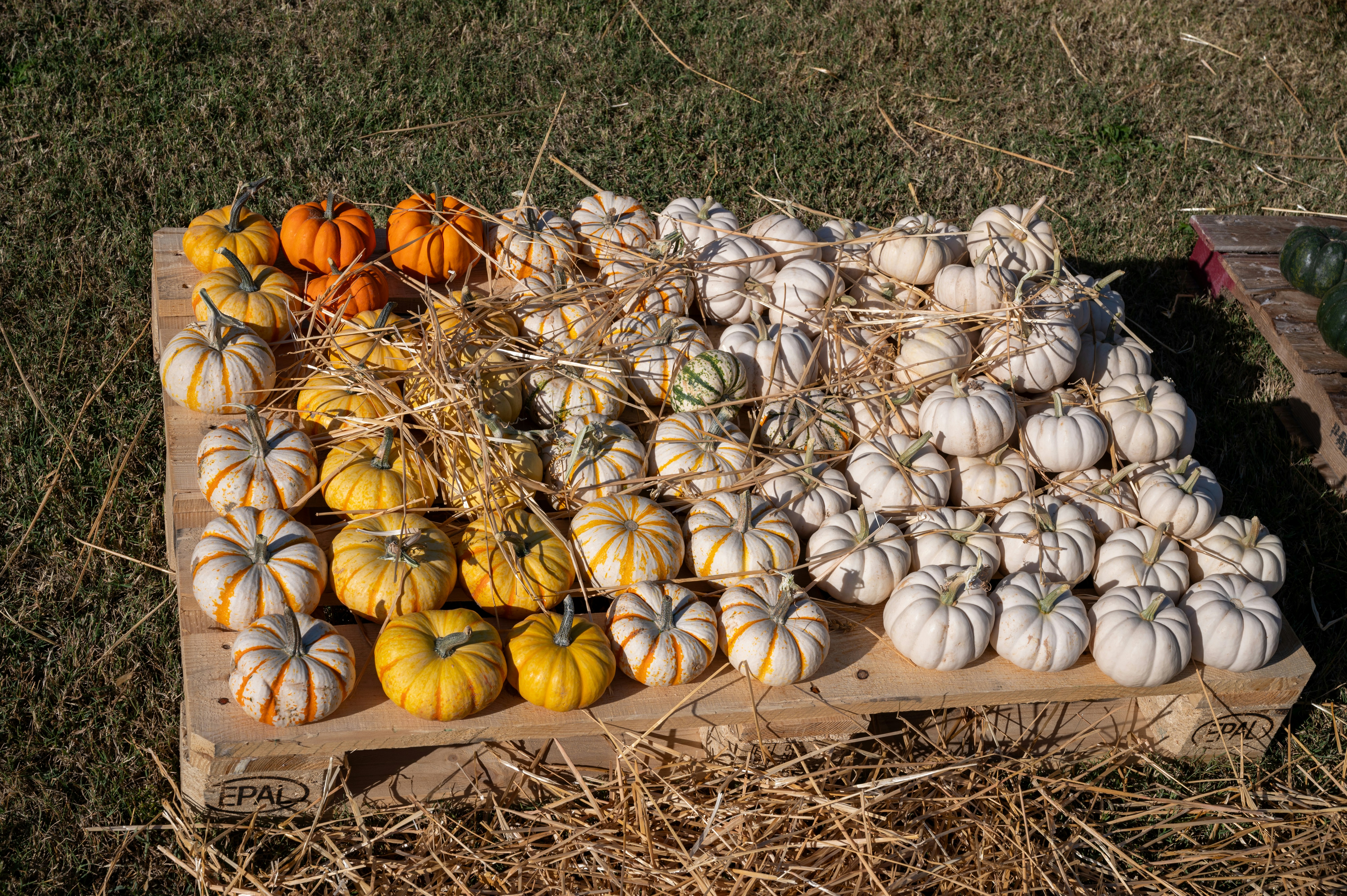 A wooden crate filled with lots of small pumpkins