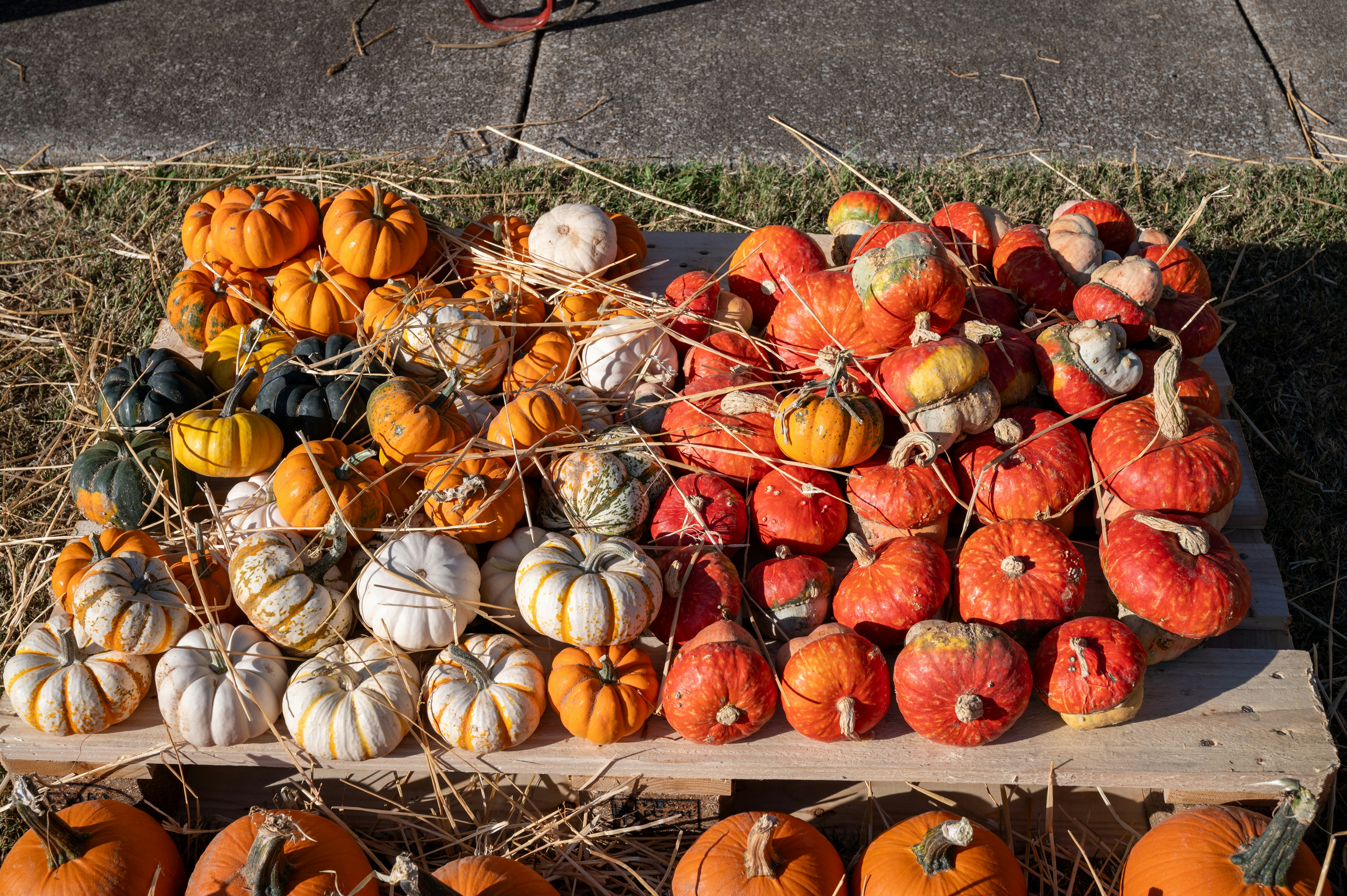 Photo by bjwhite66212