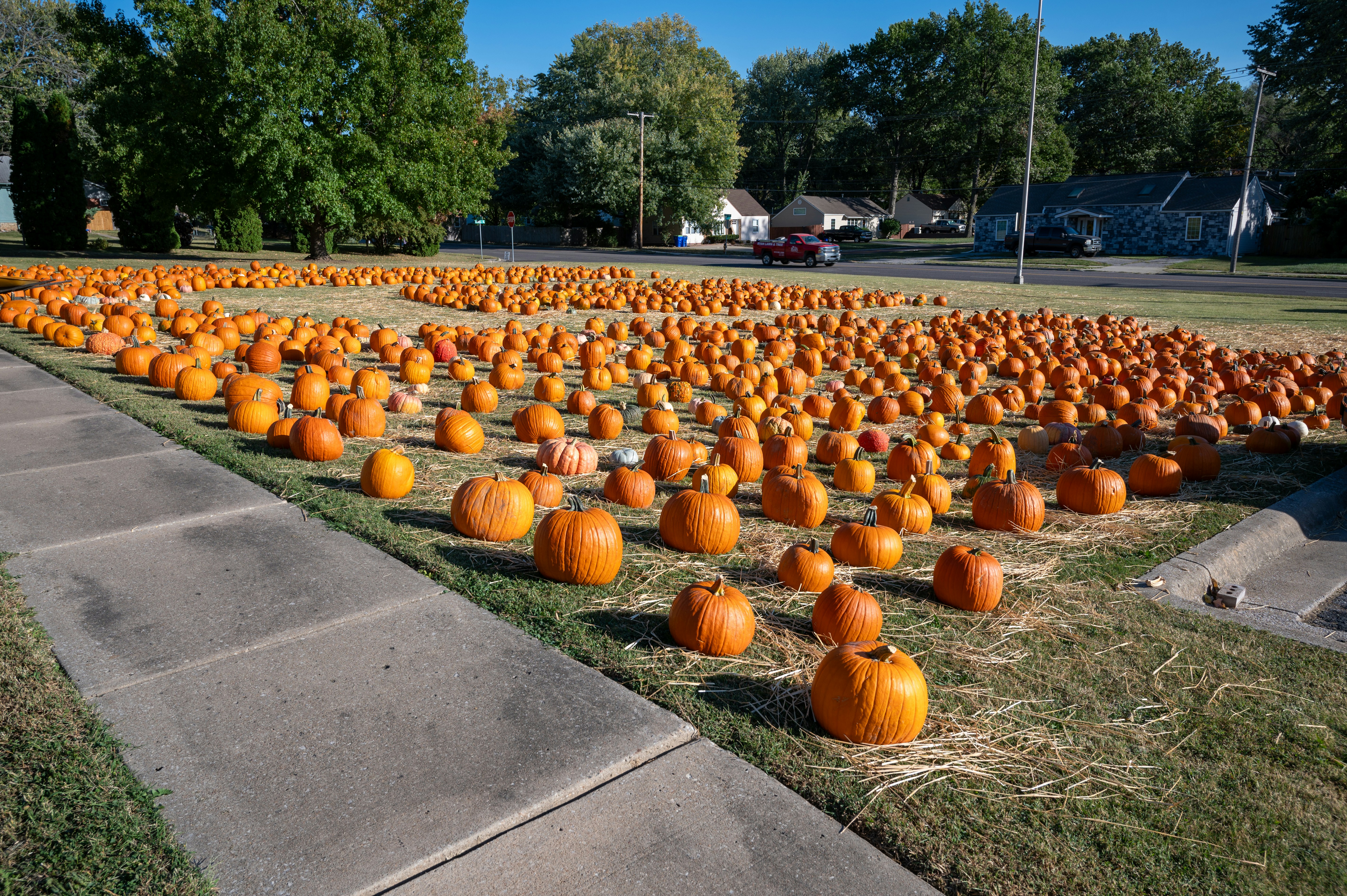A field full of pumpkins sitting in the grass