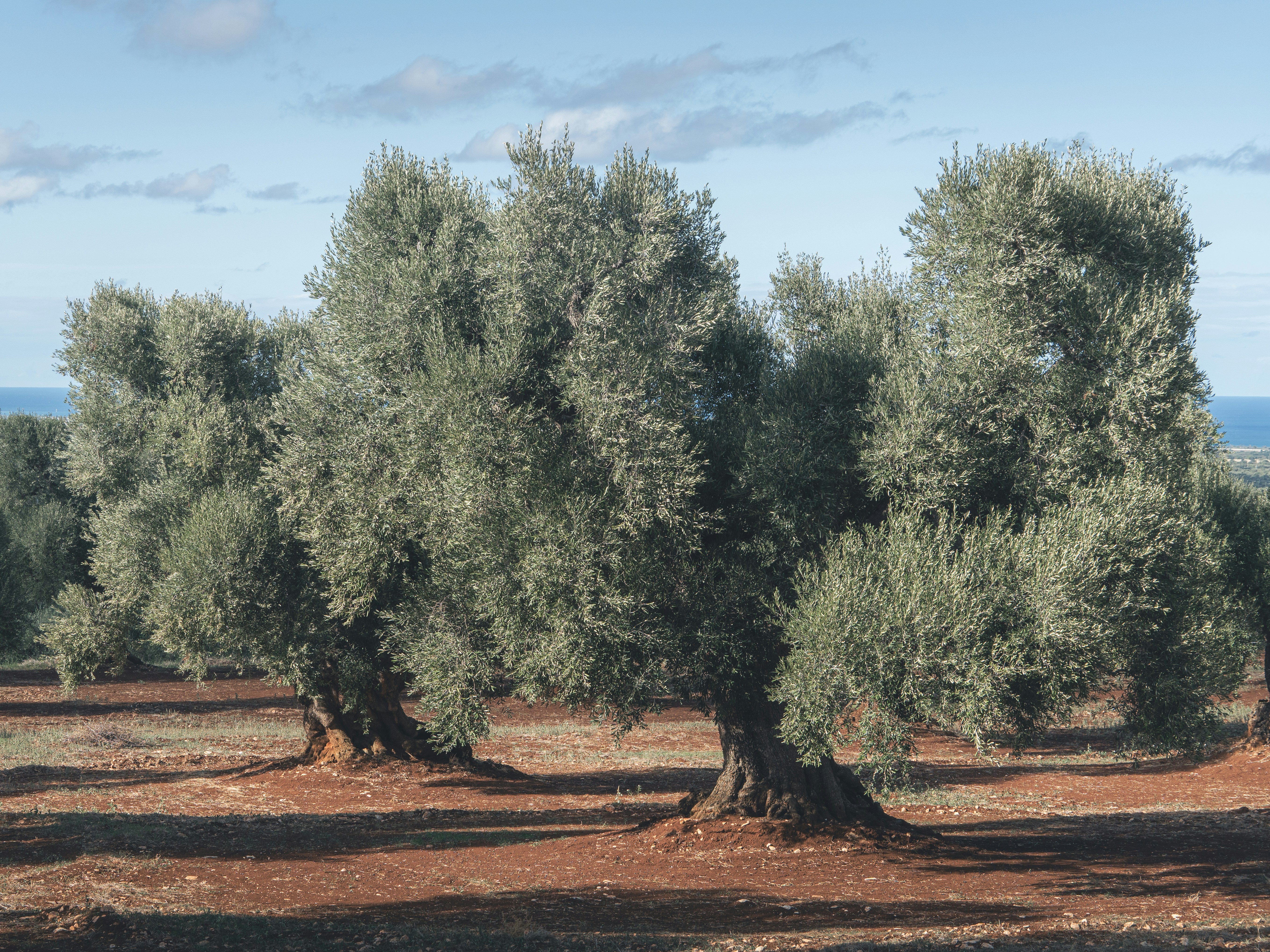 A row of olive trees in a field