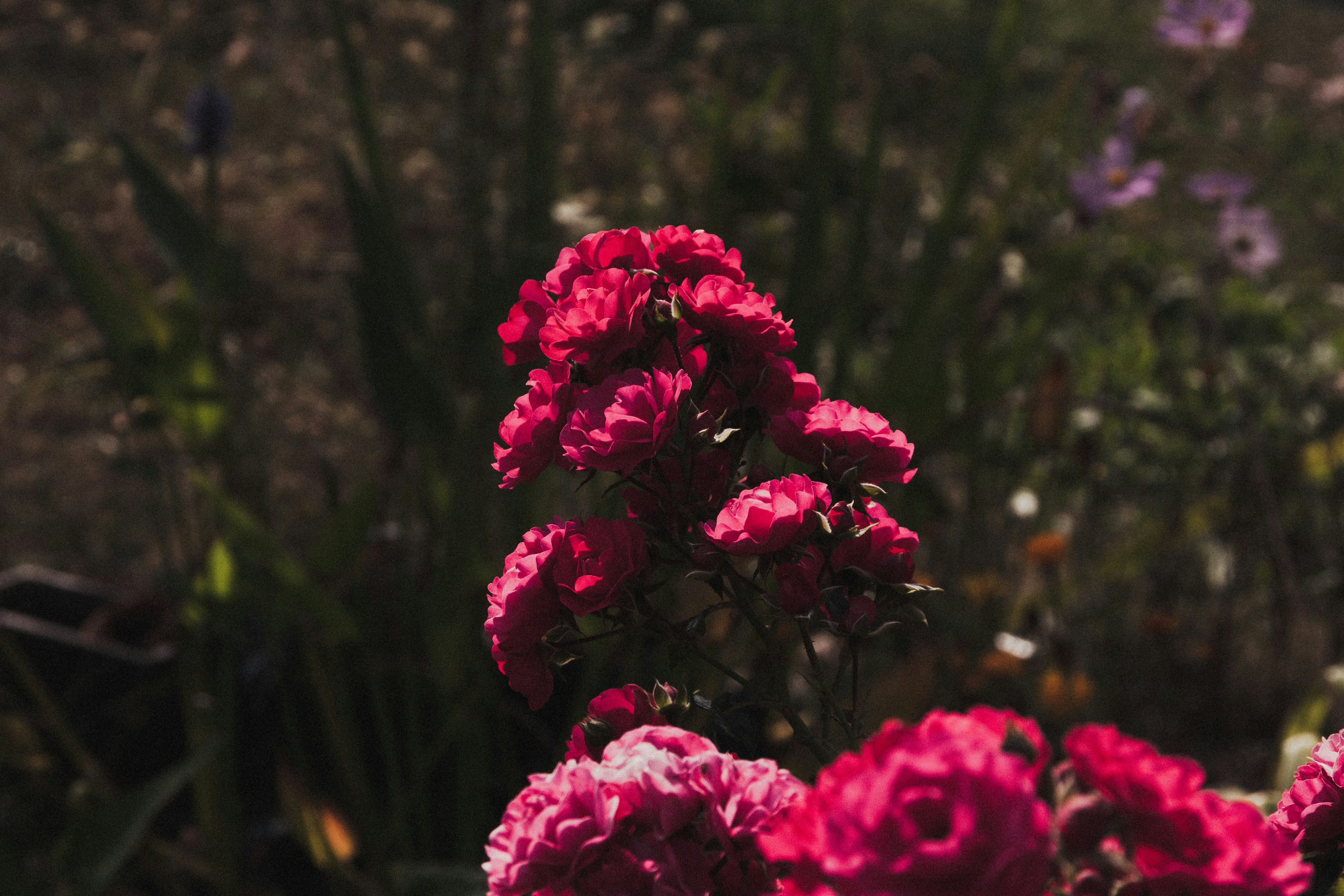 Photo by benkupke