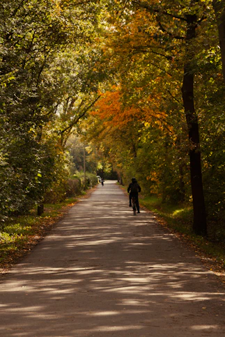 A person walking down a tree lined road