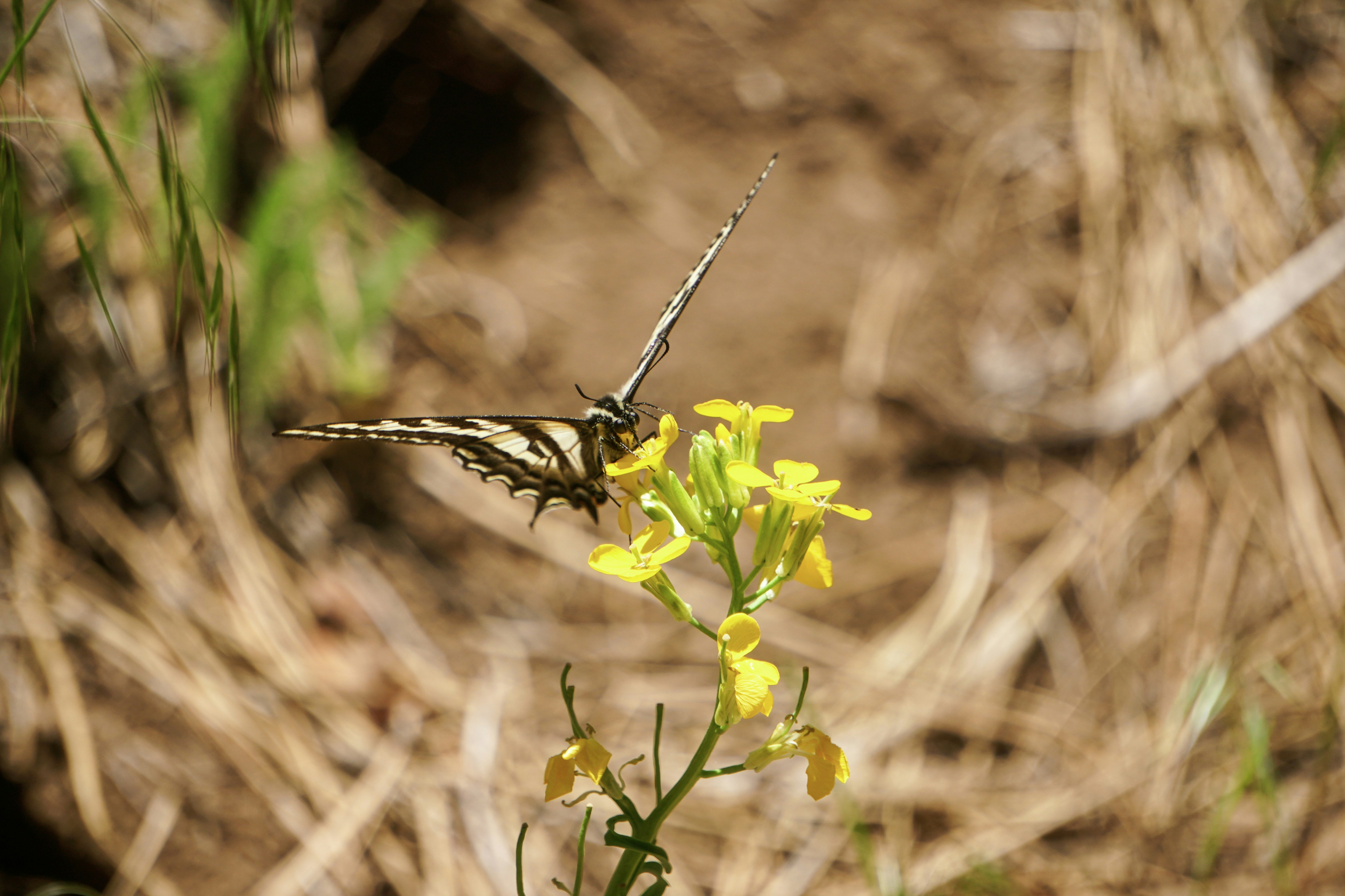 Un piccolo fiore giallo in mezzo a un campo