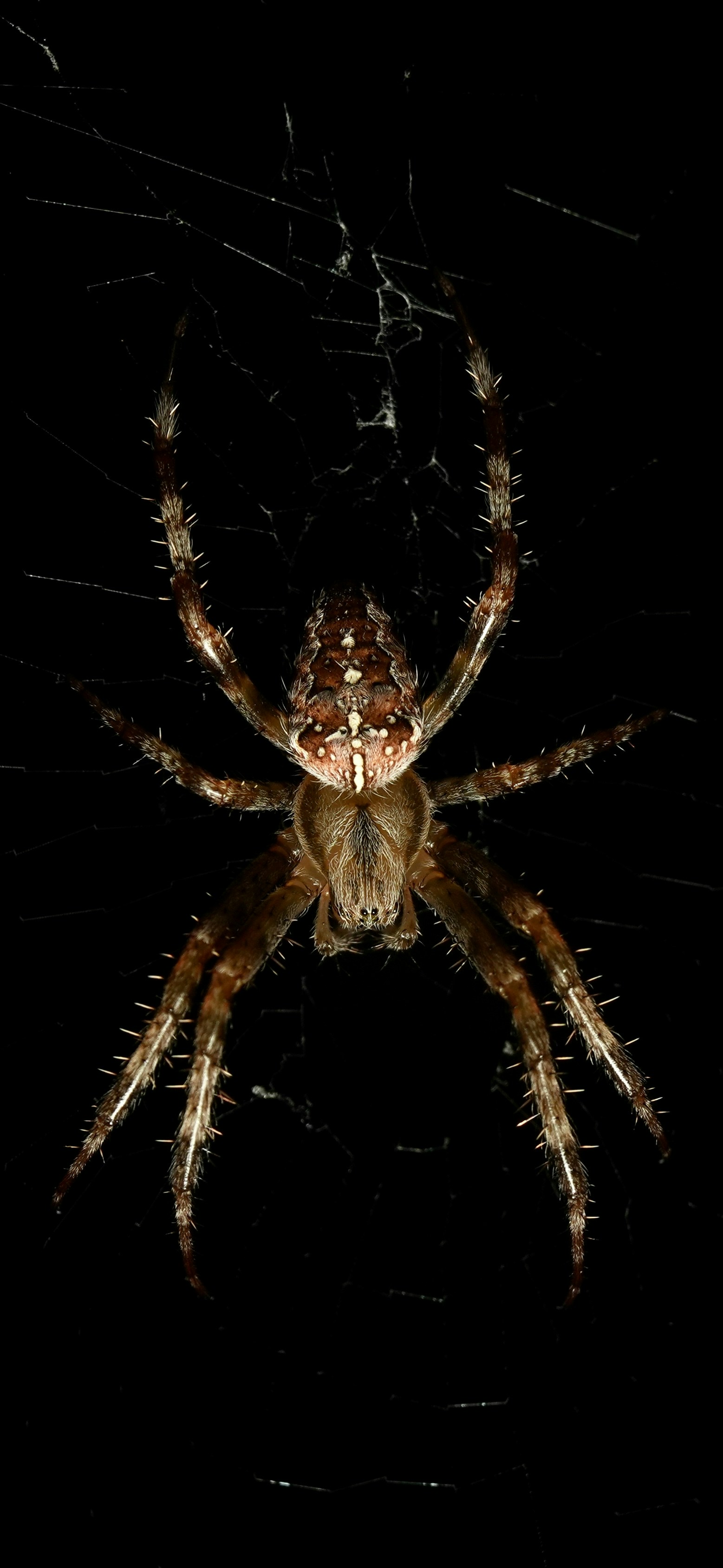 A close up of a spider on a black background