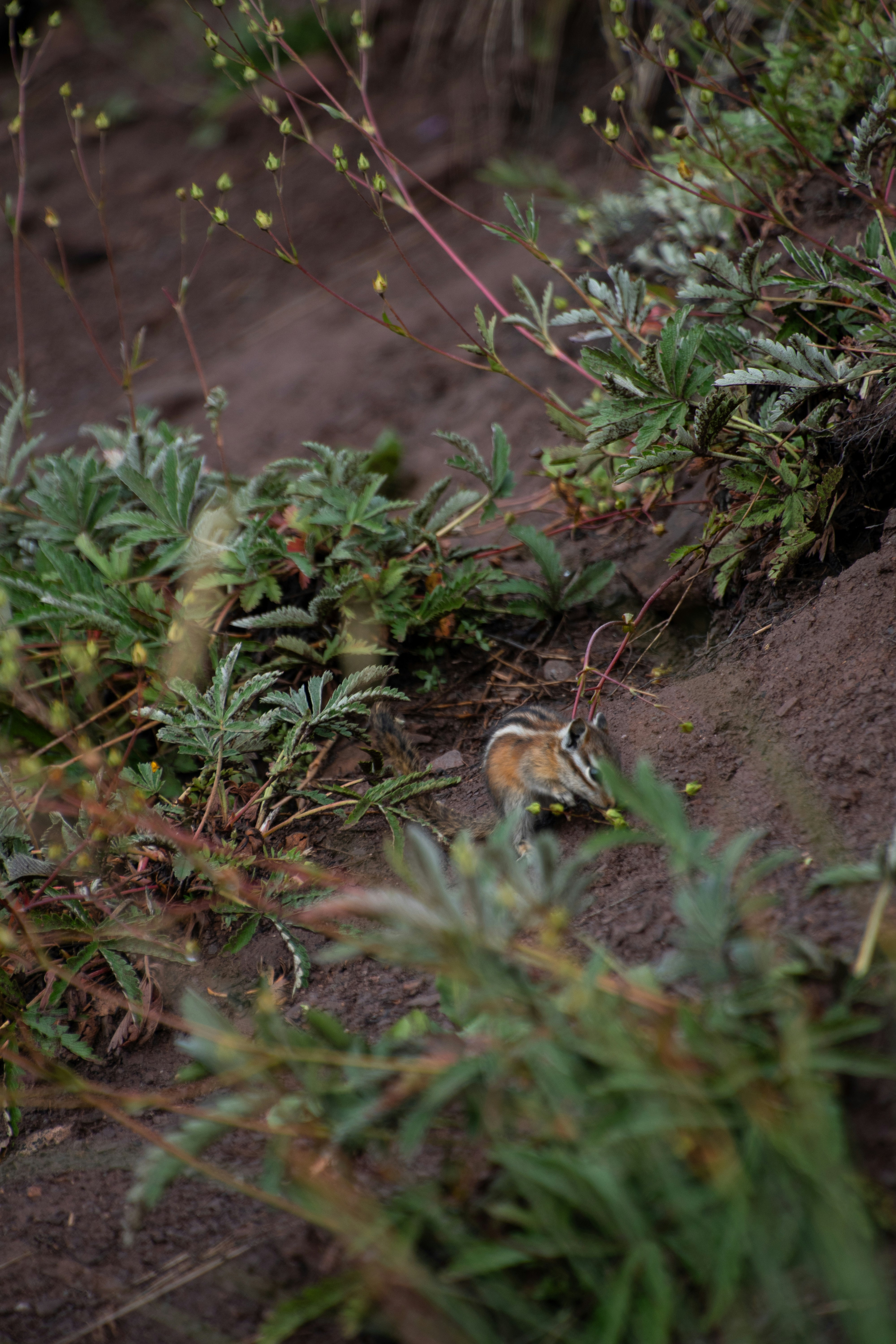 Photo by attaliehart