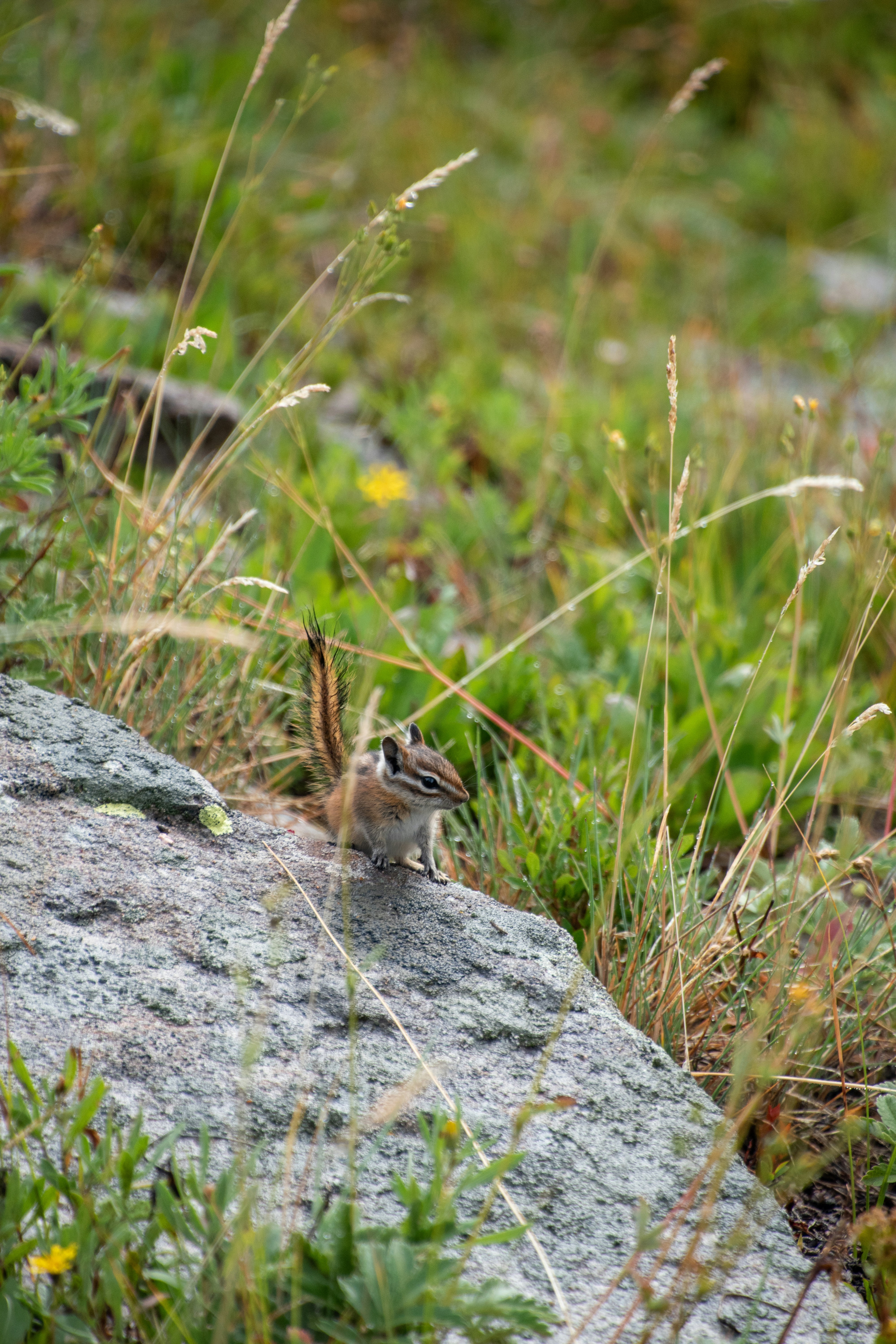 Photo by attaliehart