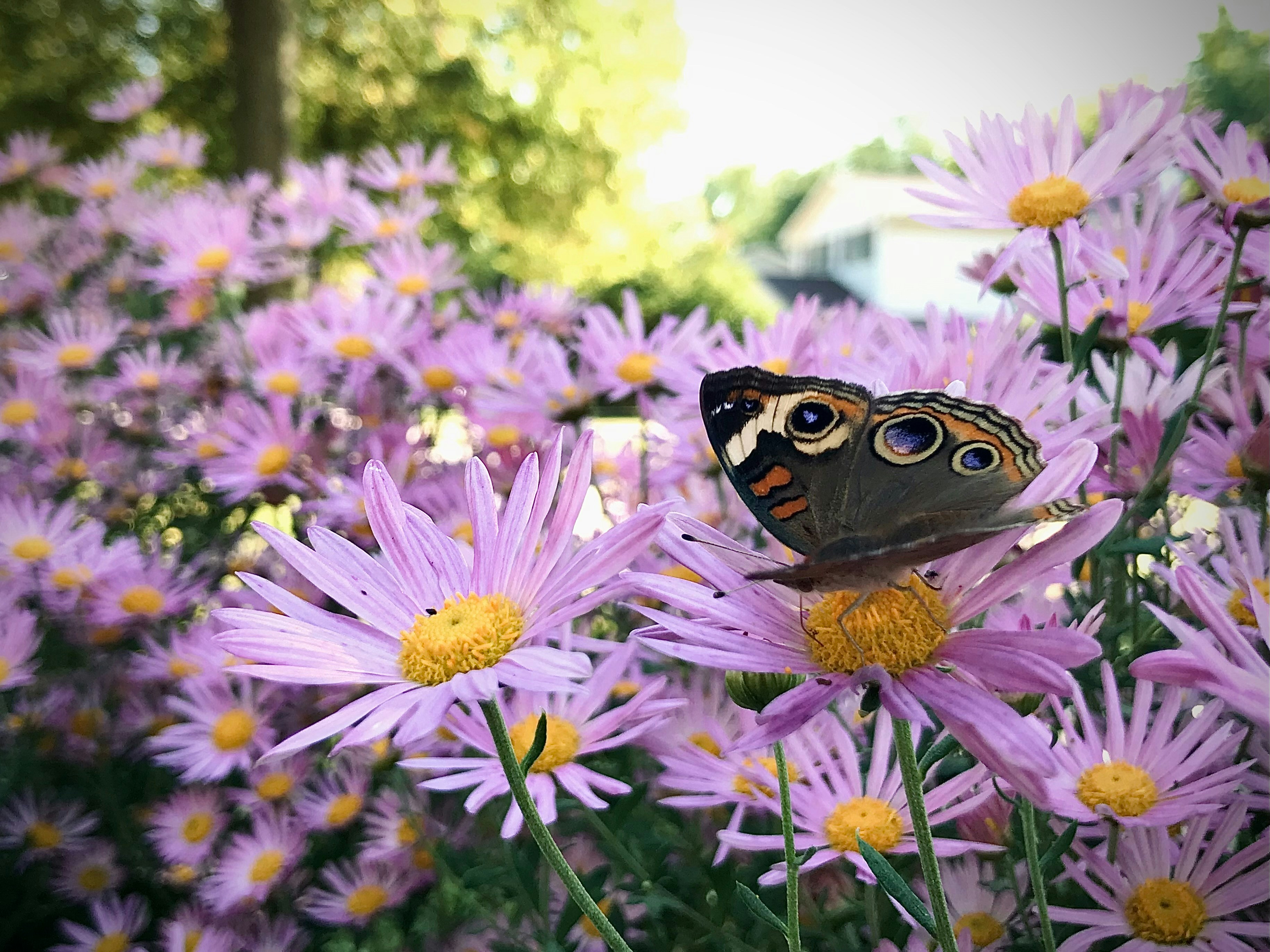 Ein Schmetterling, der auf einer lila Blume sitzt