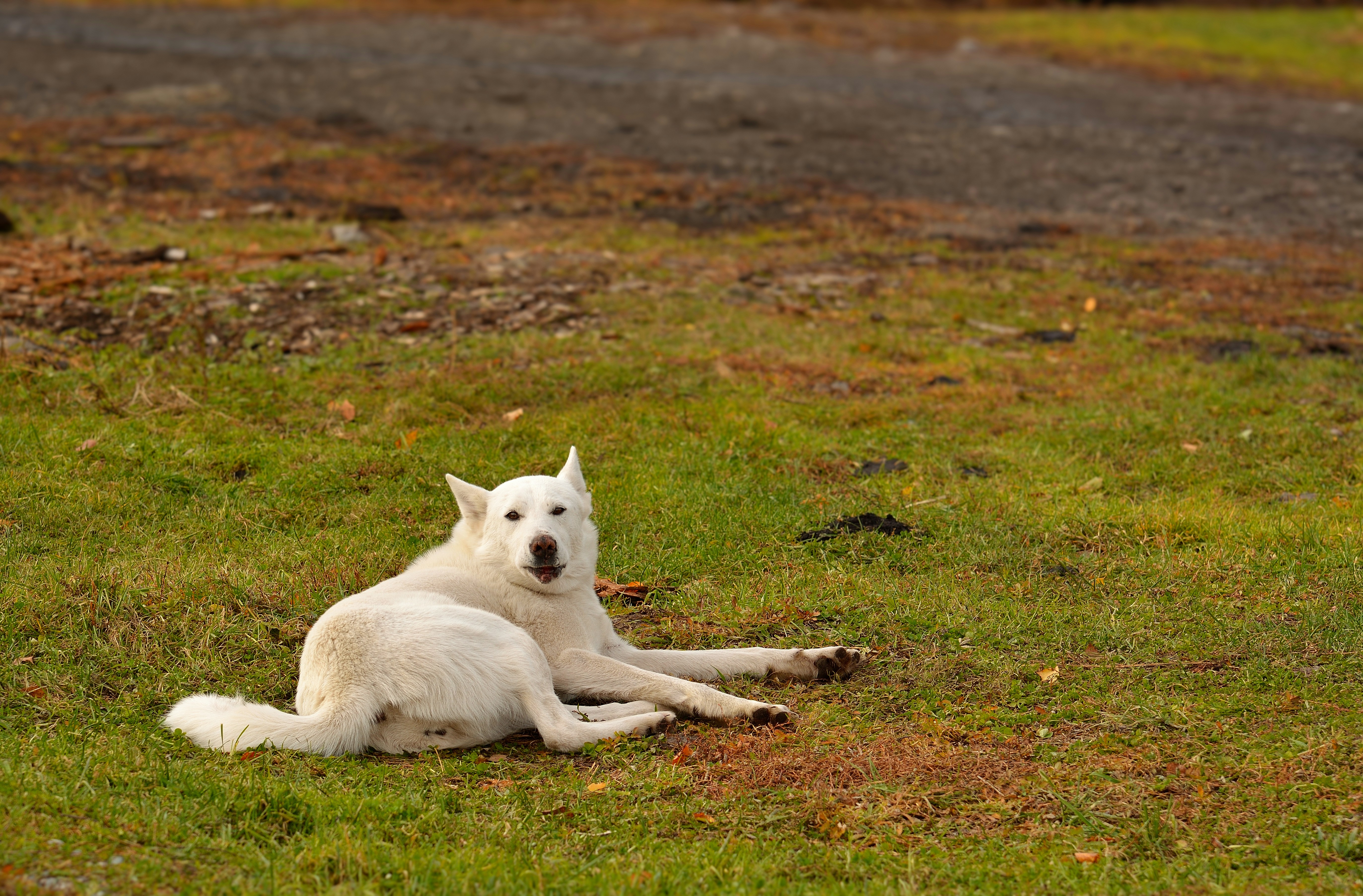 A white dog laying on top of a lush green field