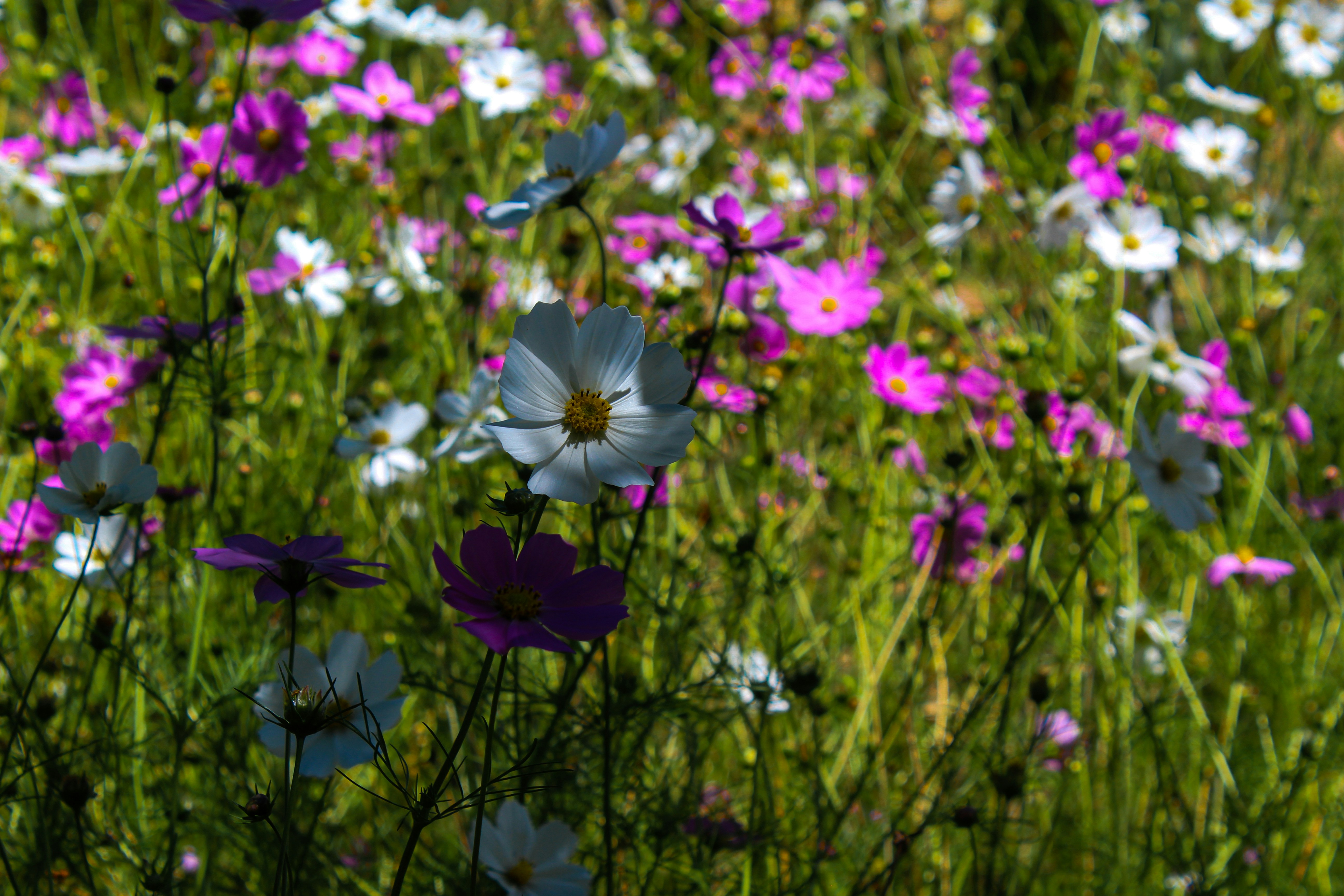 Photo by thalittlemarc