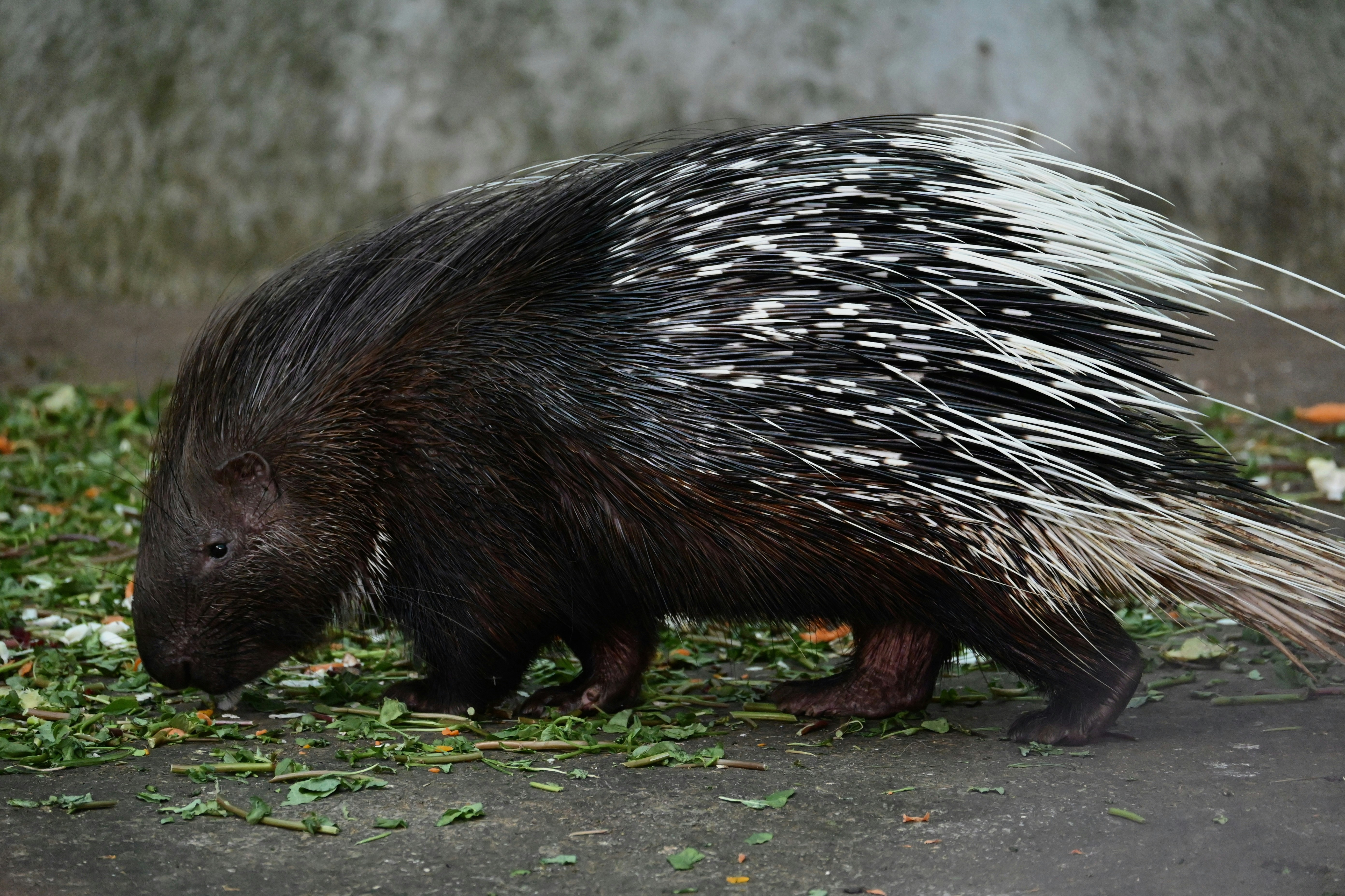Porcupines