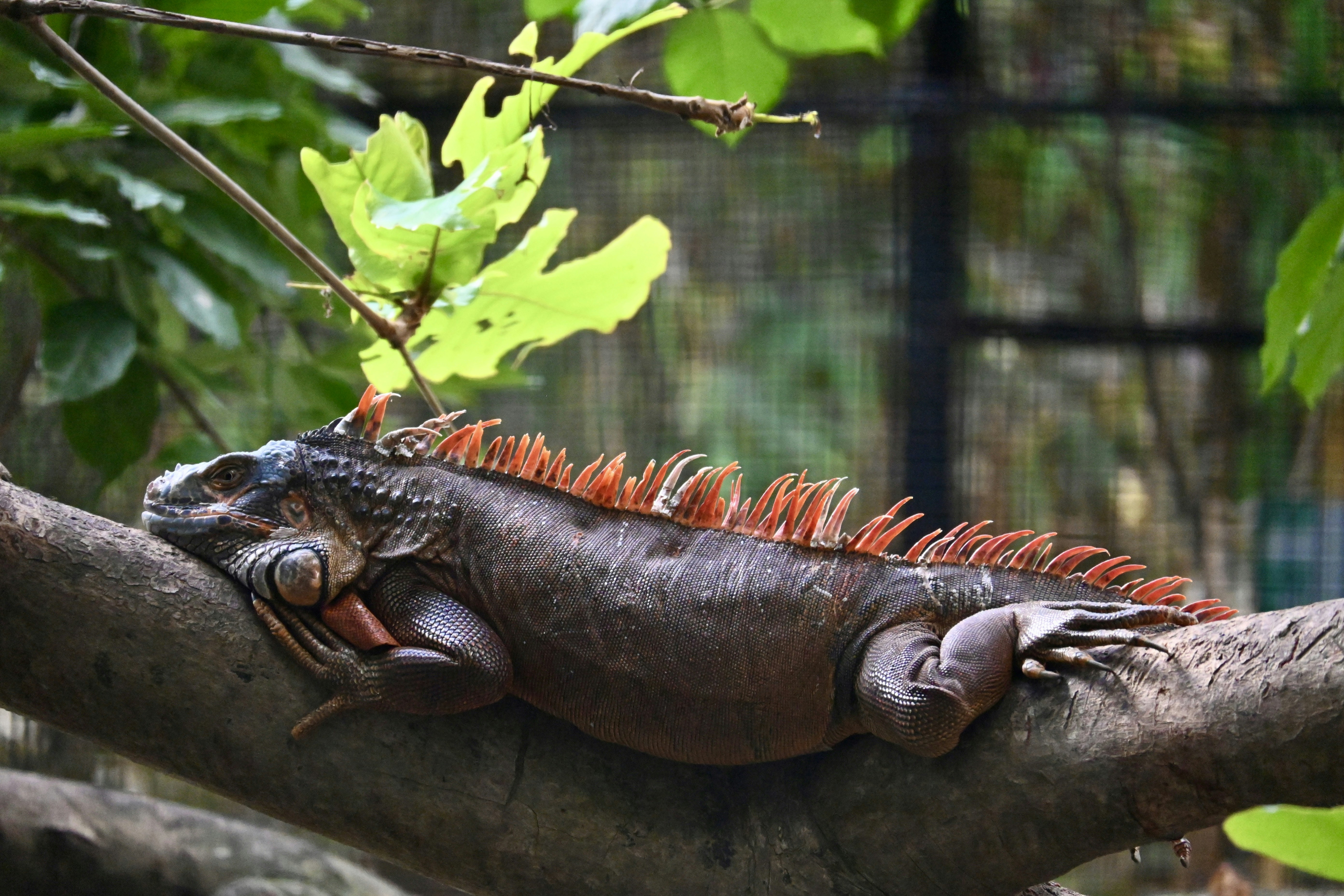 A large lizard sitting on top of a tree branch