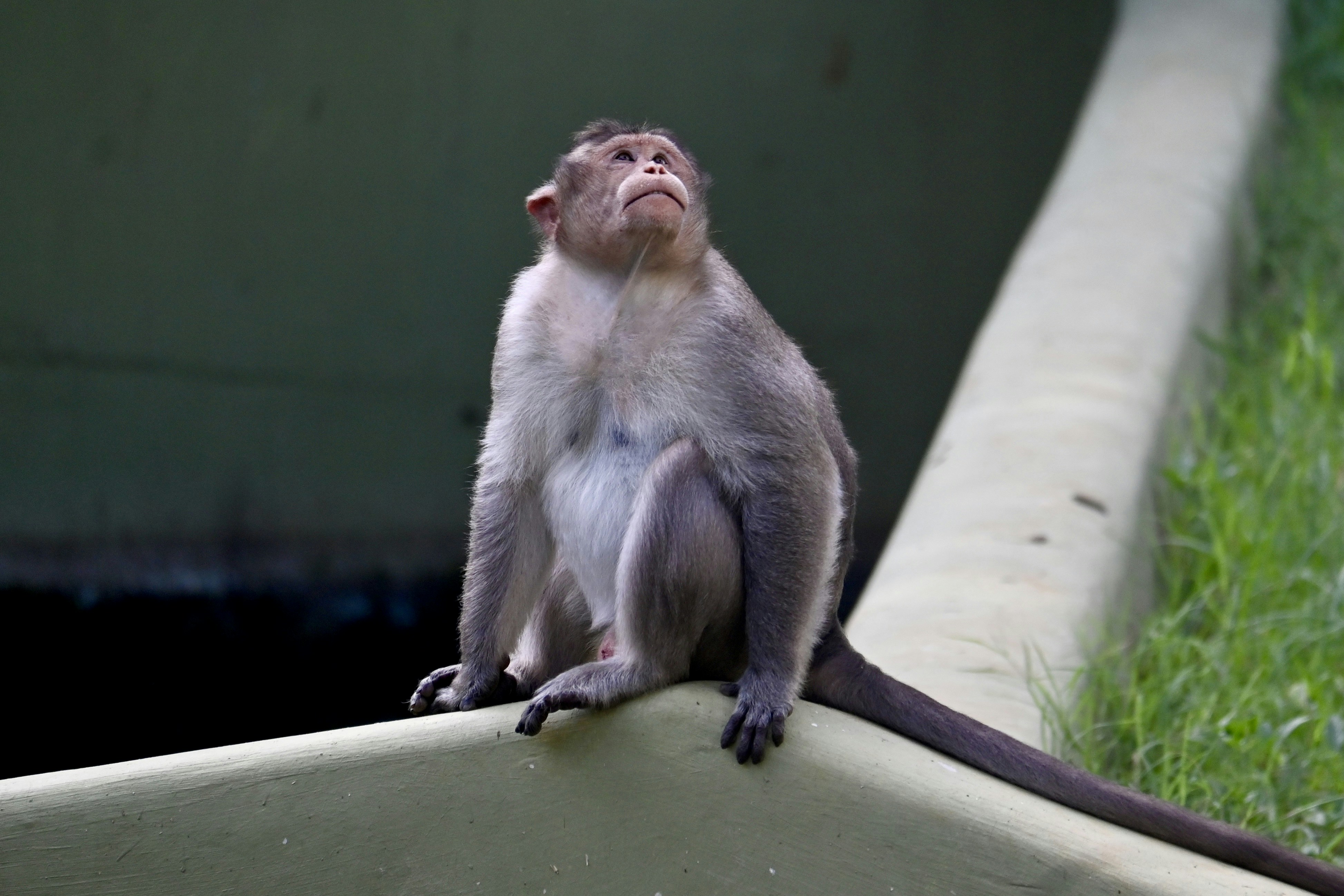 A monkey sitting on a ledge looking up