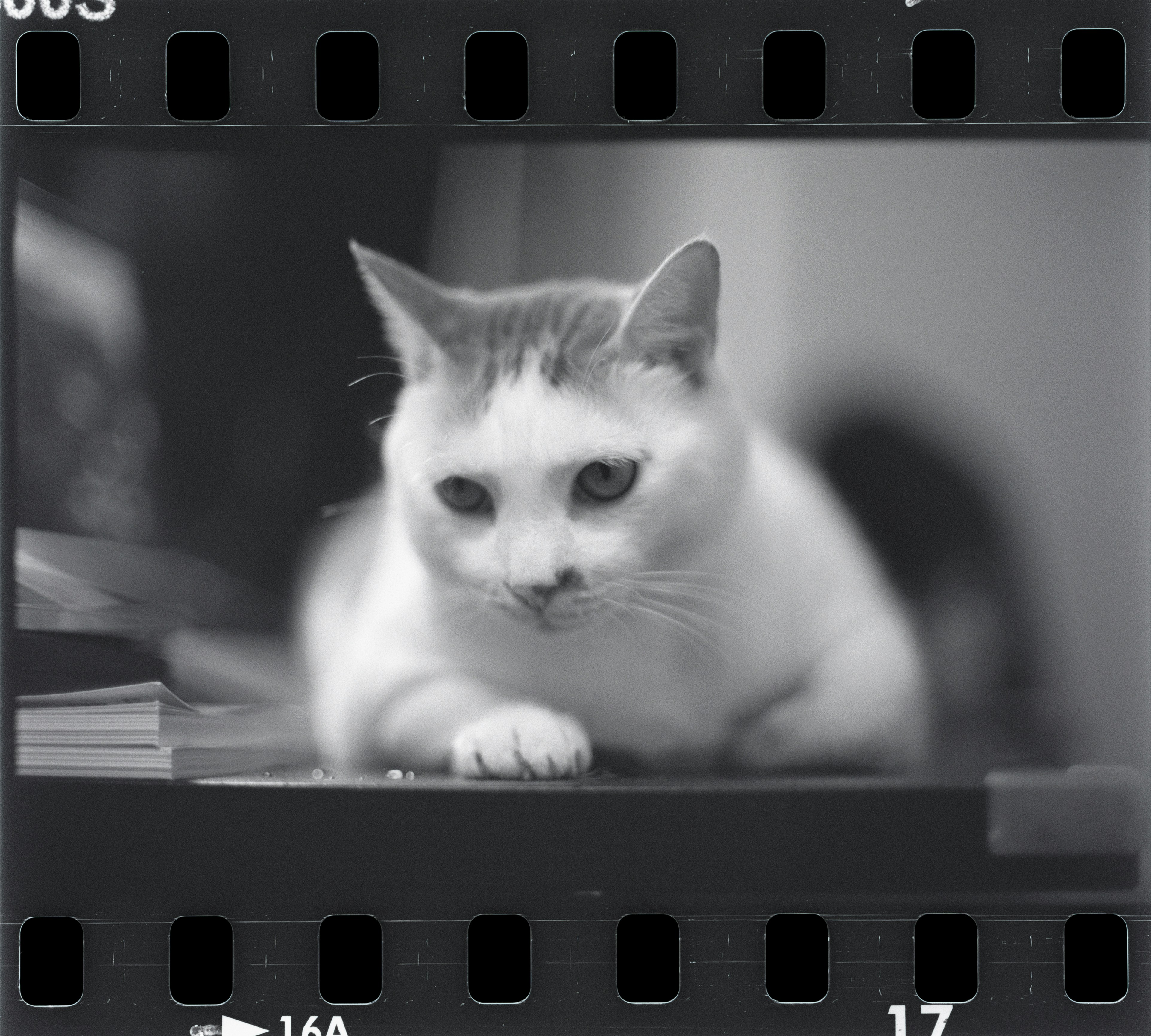 🎞️ Rollei Retro 400S｜🖨️ EOS R6 + RF 100mm f/2.8L Macro｜📷 Canon New F-1 + FD 55mm 1:1.2 S.S.C.