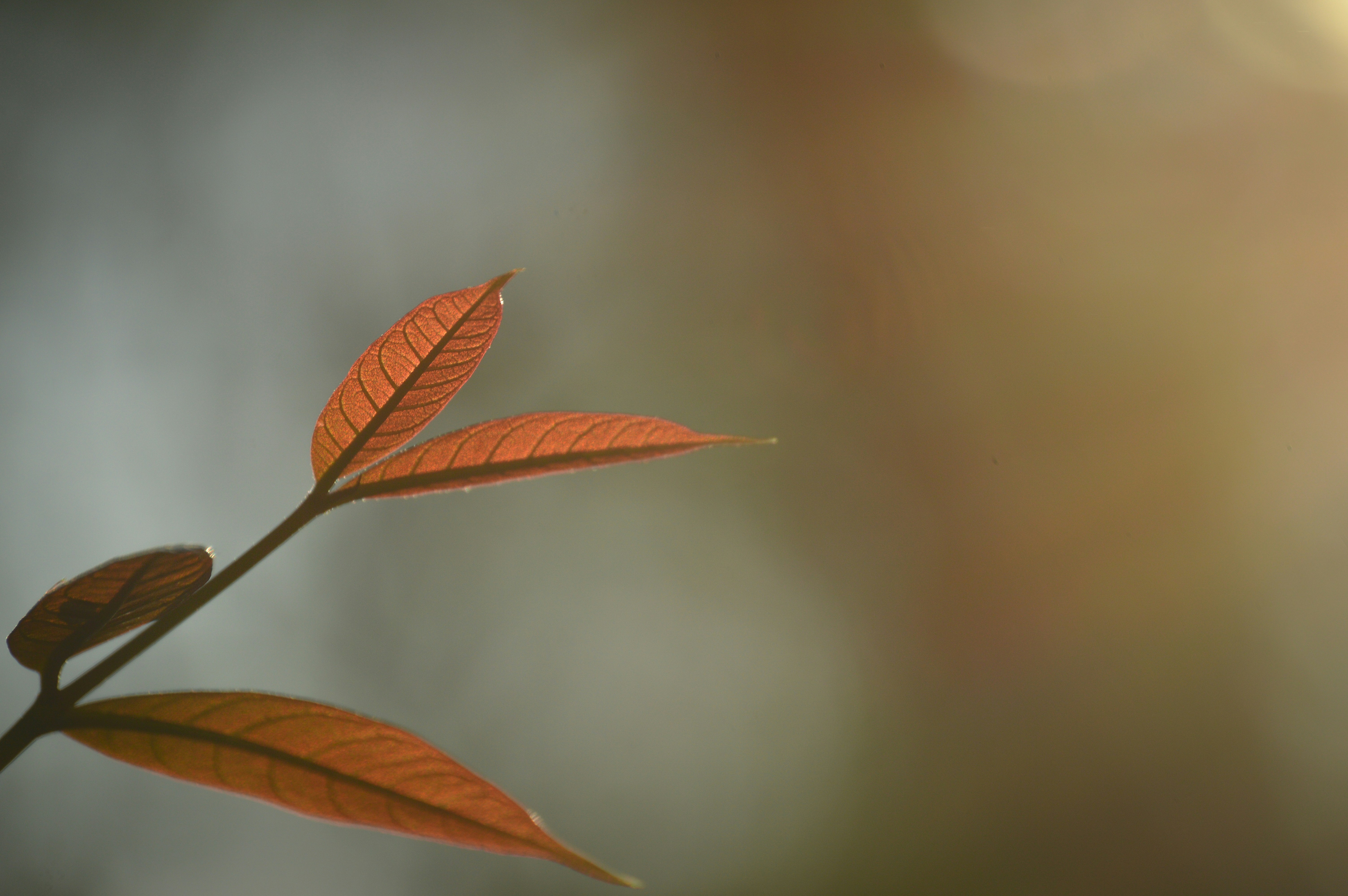 Photo by jithinvijayamohanan