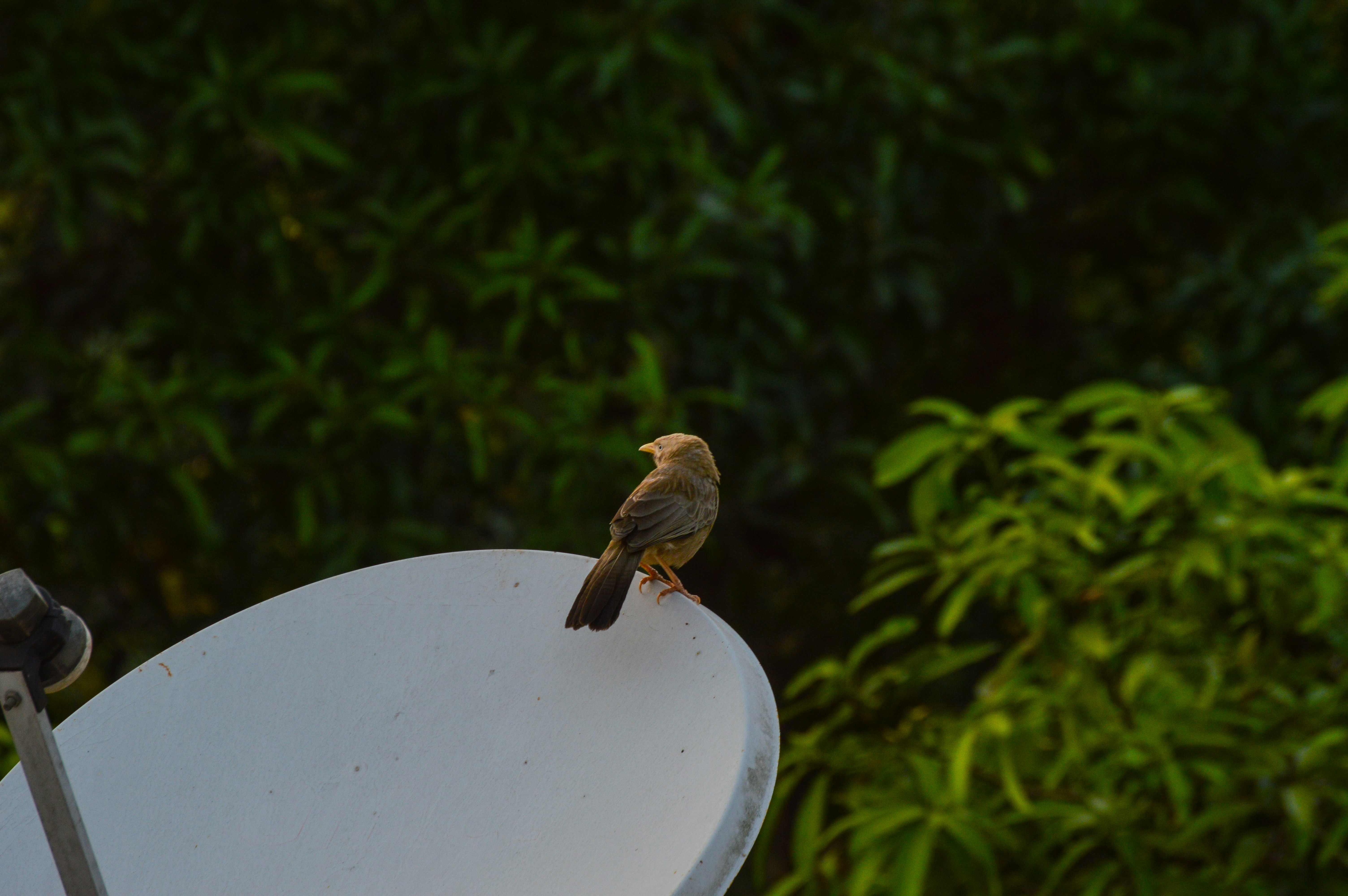 Photo by jithinvijayamohanan