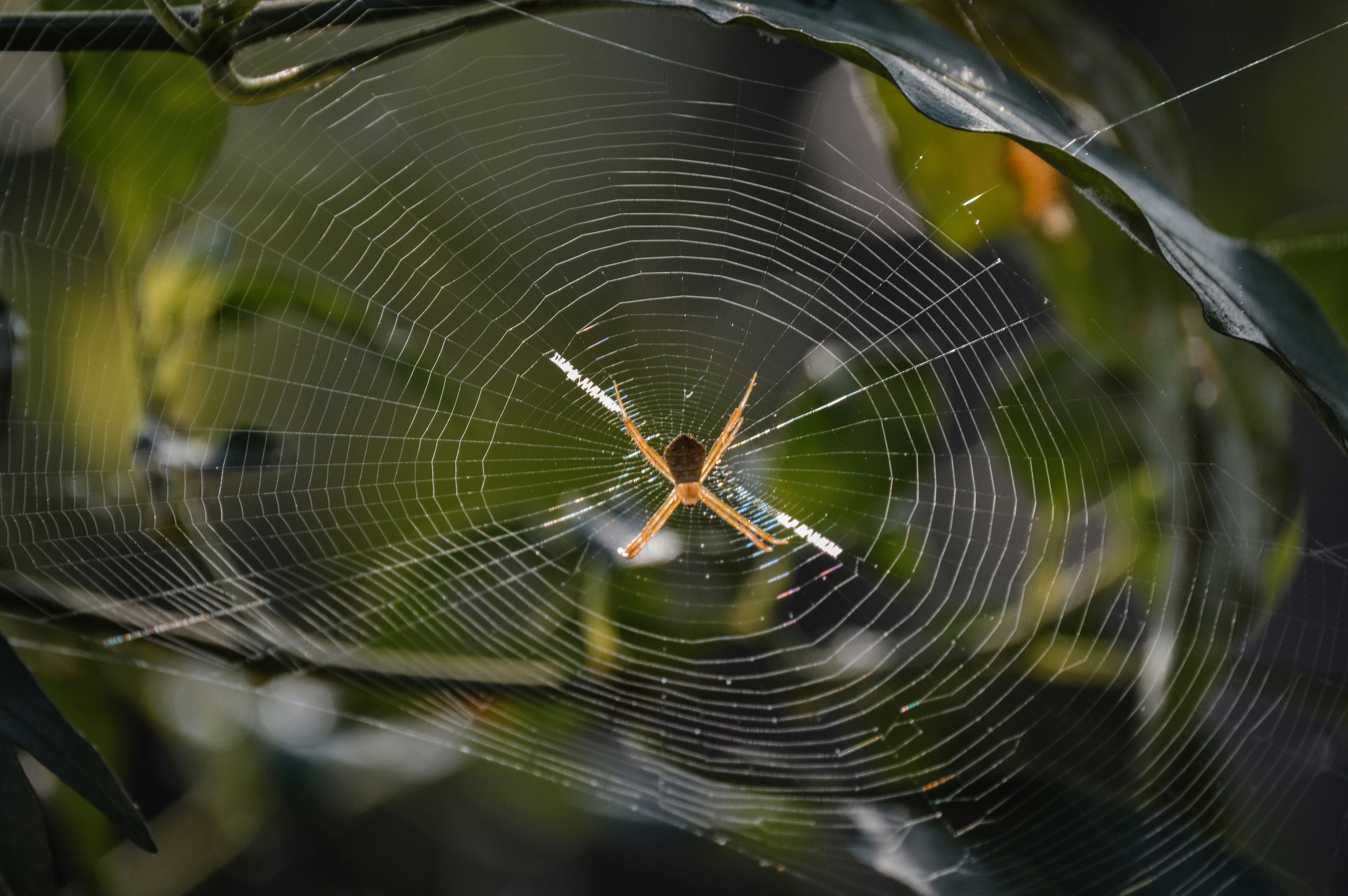 Photo by jithinvijayamohanan