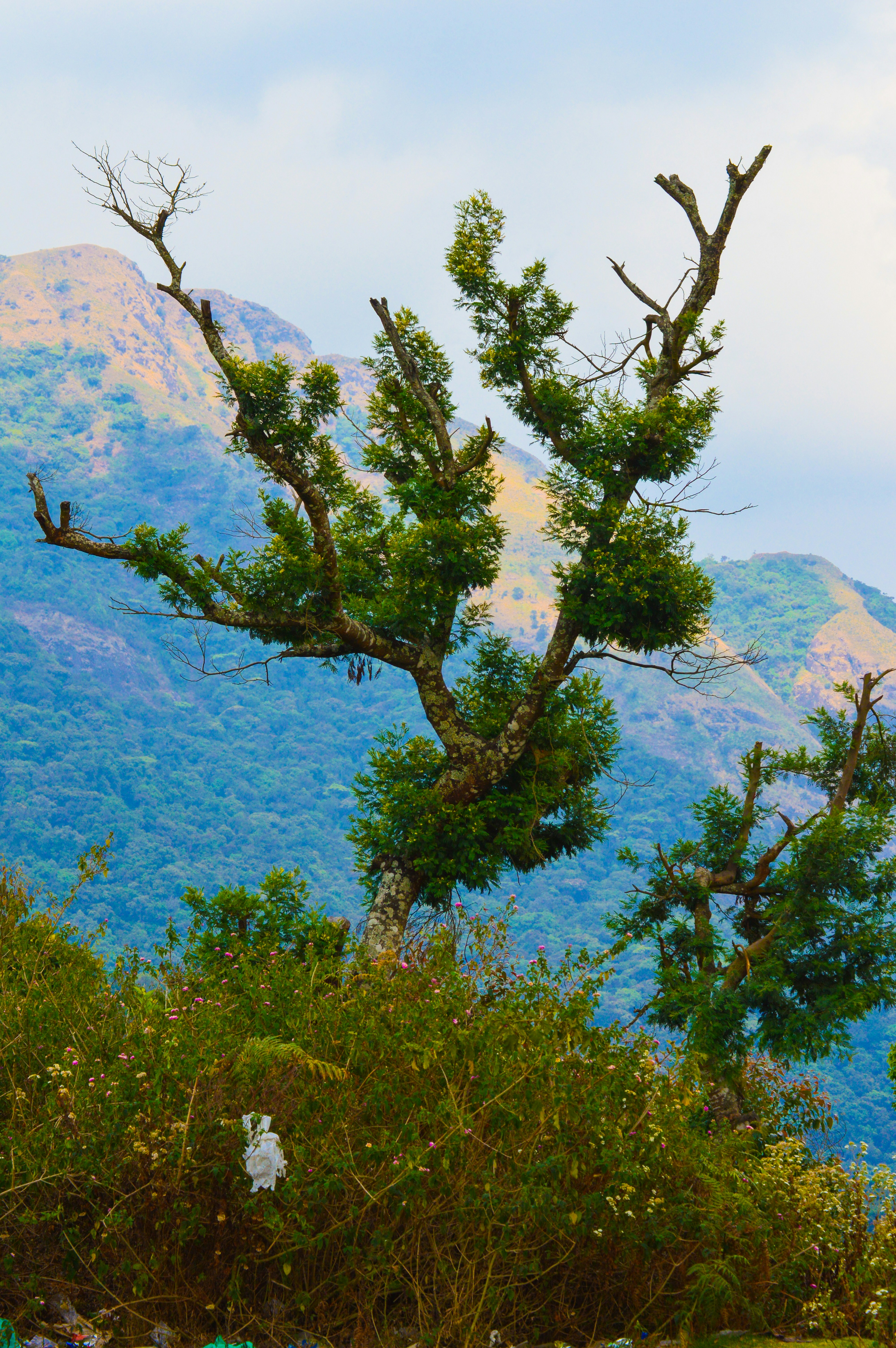 Photo by jithinvijayamohanan