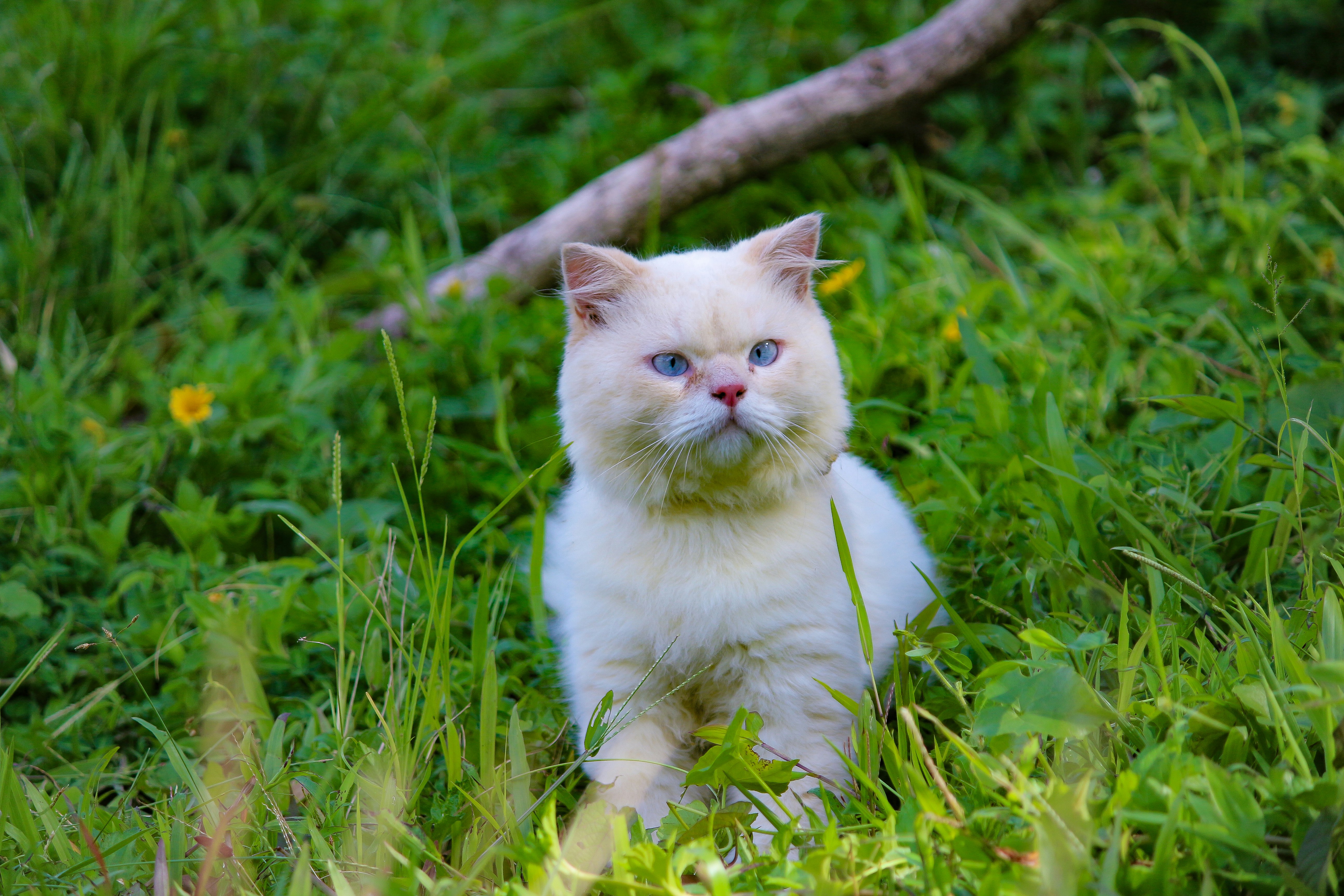 The Silent Thief: Recognizing the Signs of Dementia in Cats