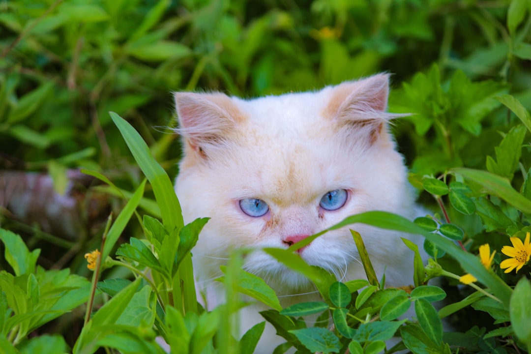 A white cat with blue eyes hiding in the grass, Stunning Beauty of the Cute White blue eye Cat Face!