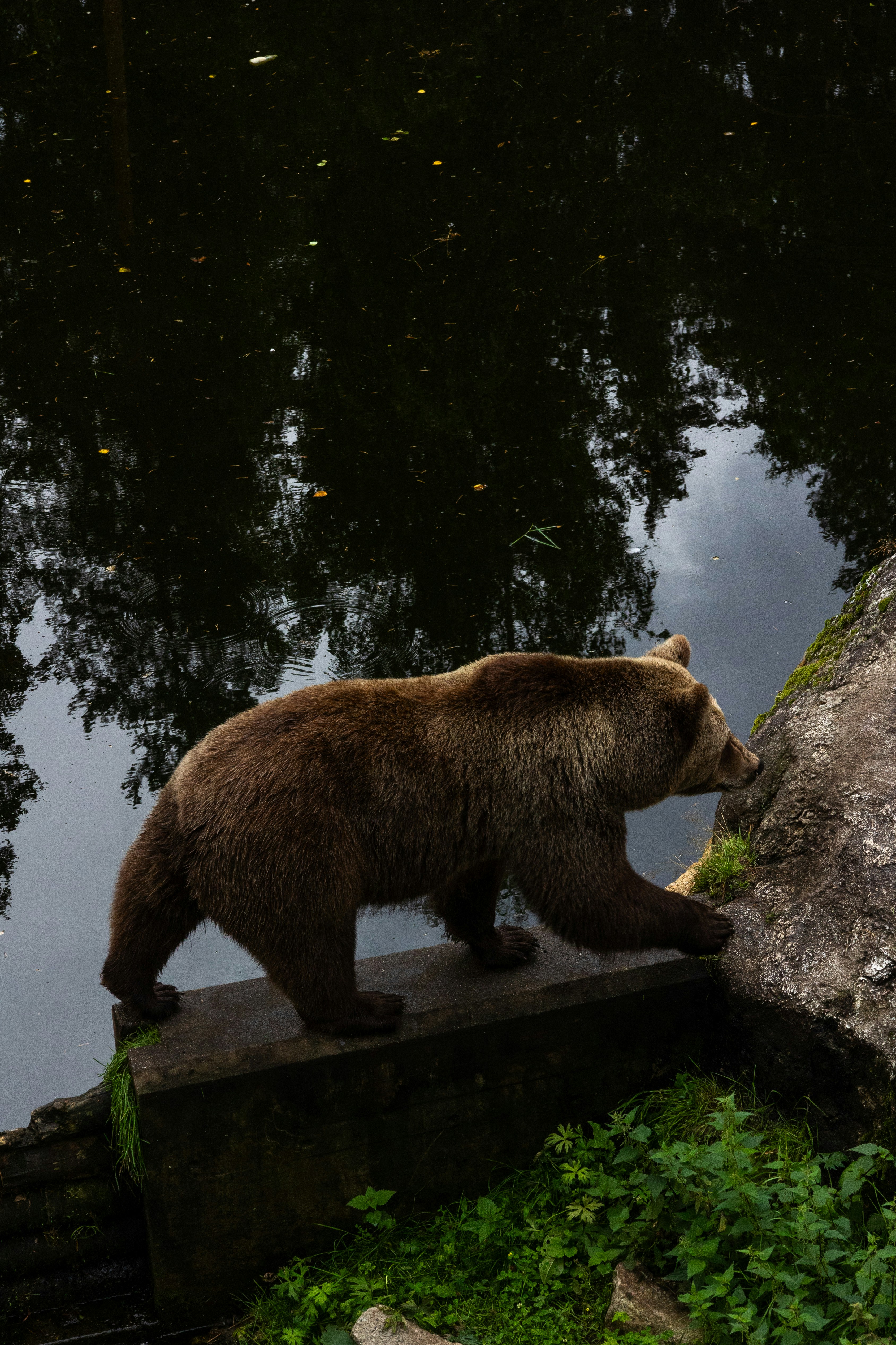 Fotomural A brown bear walking across a bridge over water