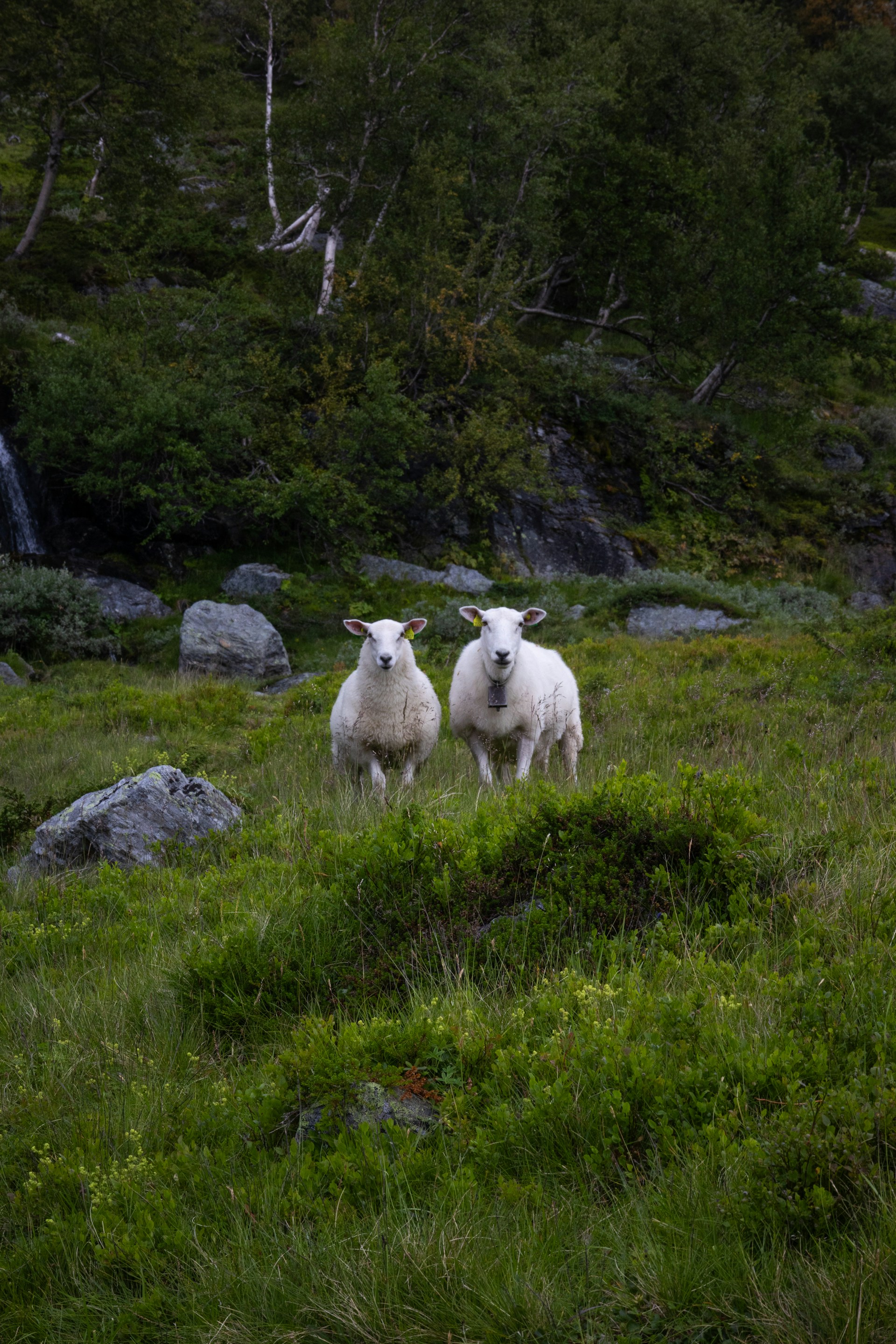 A couple of sheep standing on top of a lush green hillside