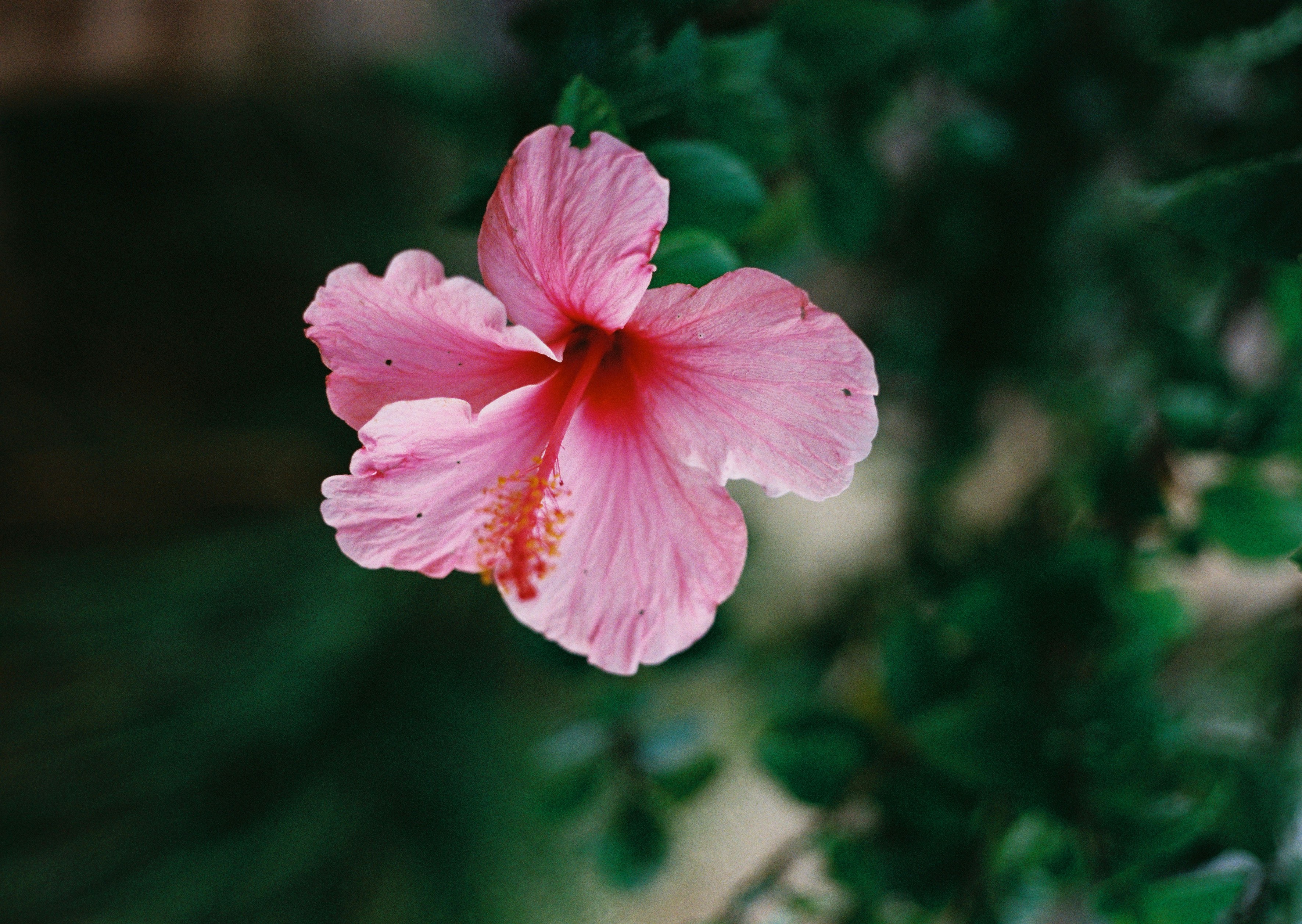 Photo by raymondpetrik