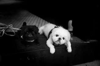 A small white dog laying on top of a suitcase