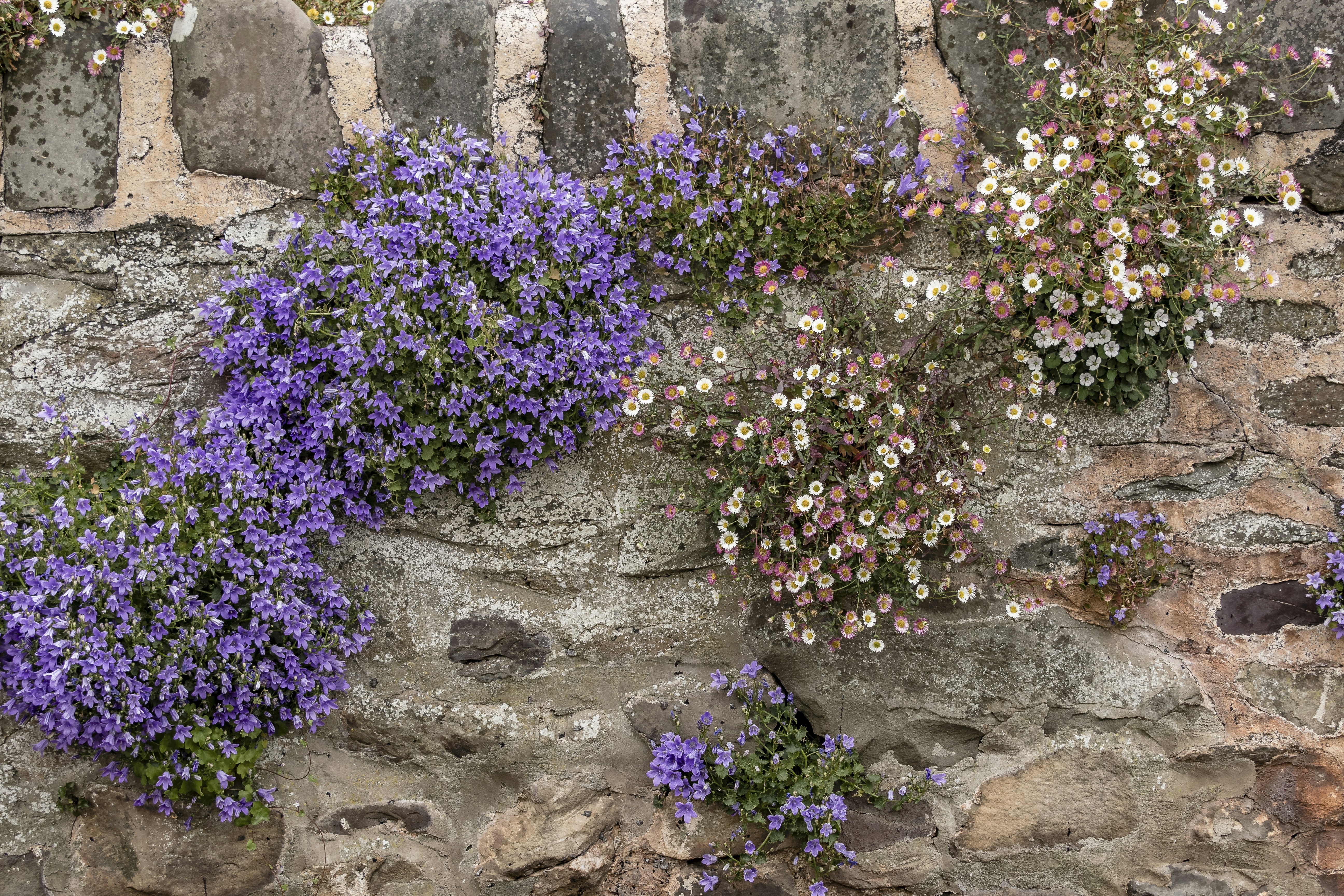 A stone wall with purple flowers growing on it