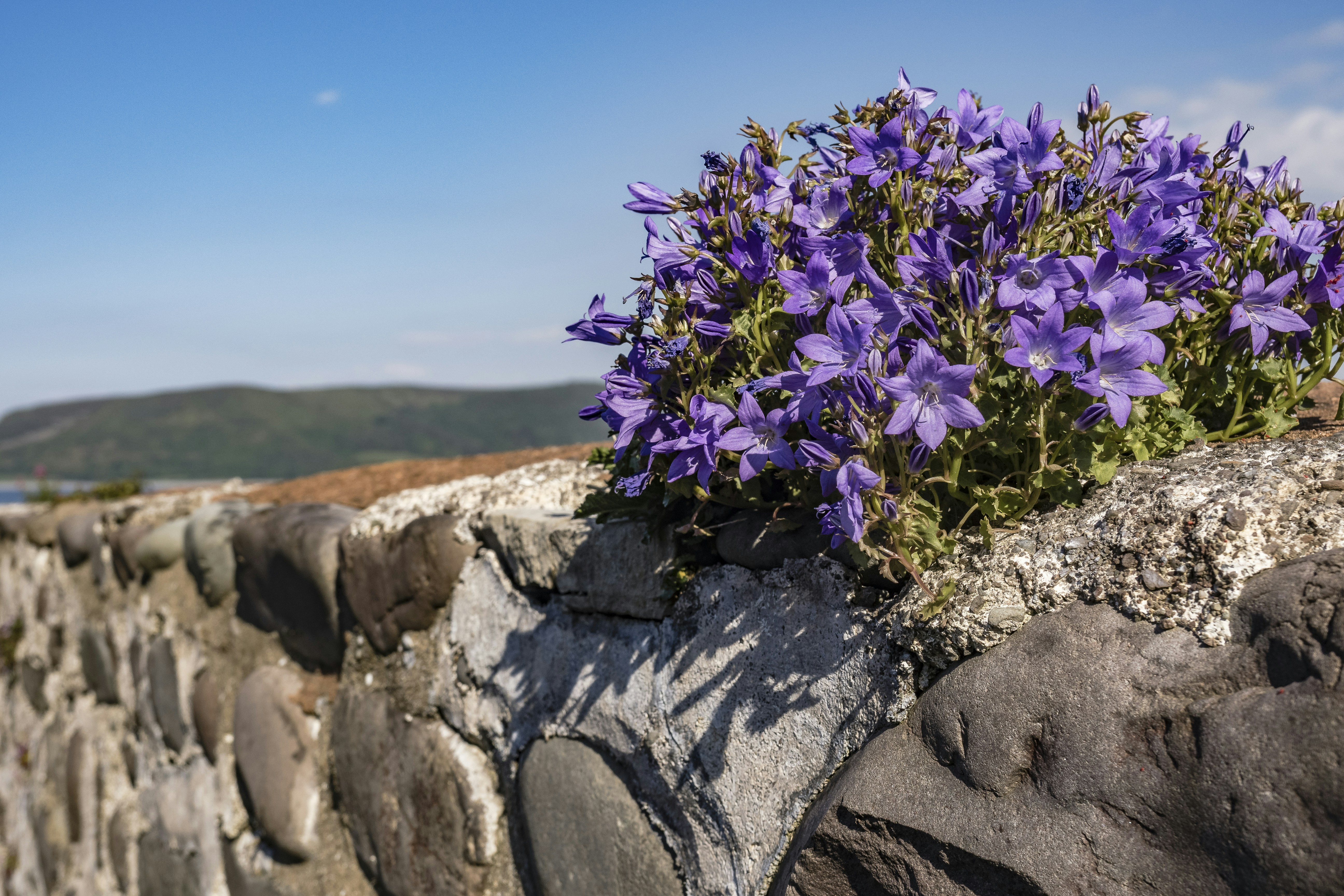 Purple flowers growing out of a rock wall