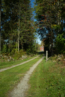 A dirt road in the middle of a forest