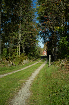 A dirt road in the middle of a forest