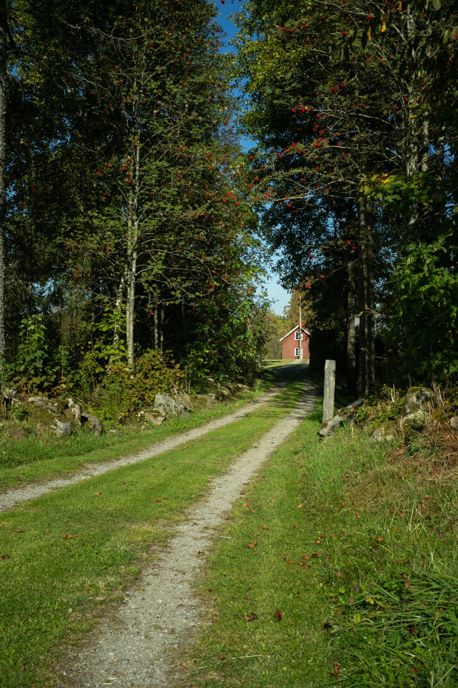 A dirt road in the middle of a forest