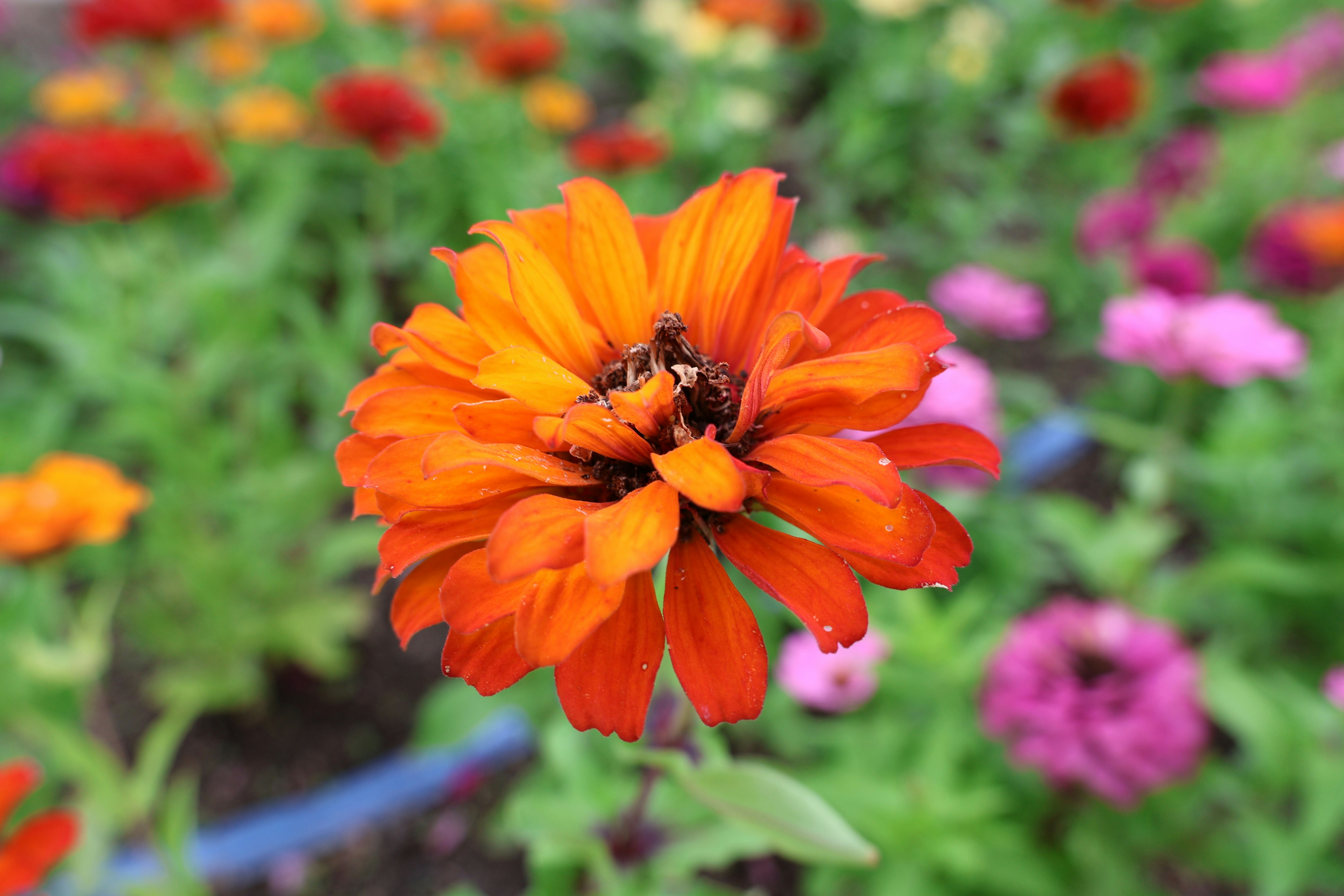 Photo by floatflower