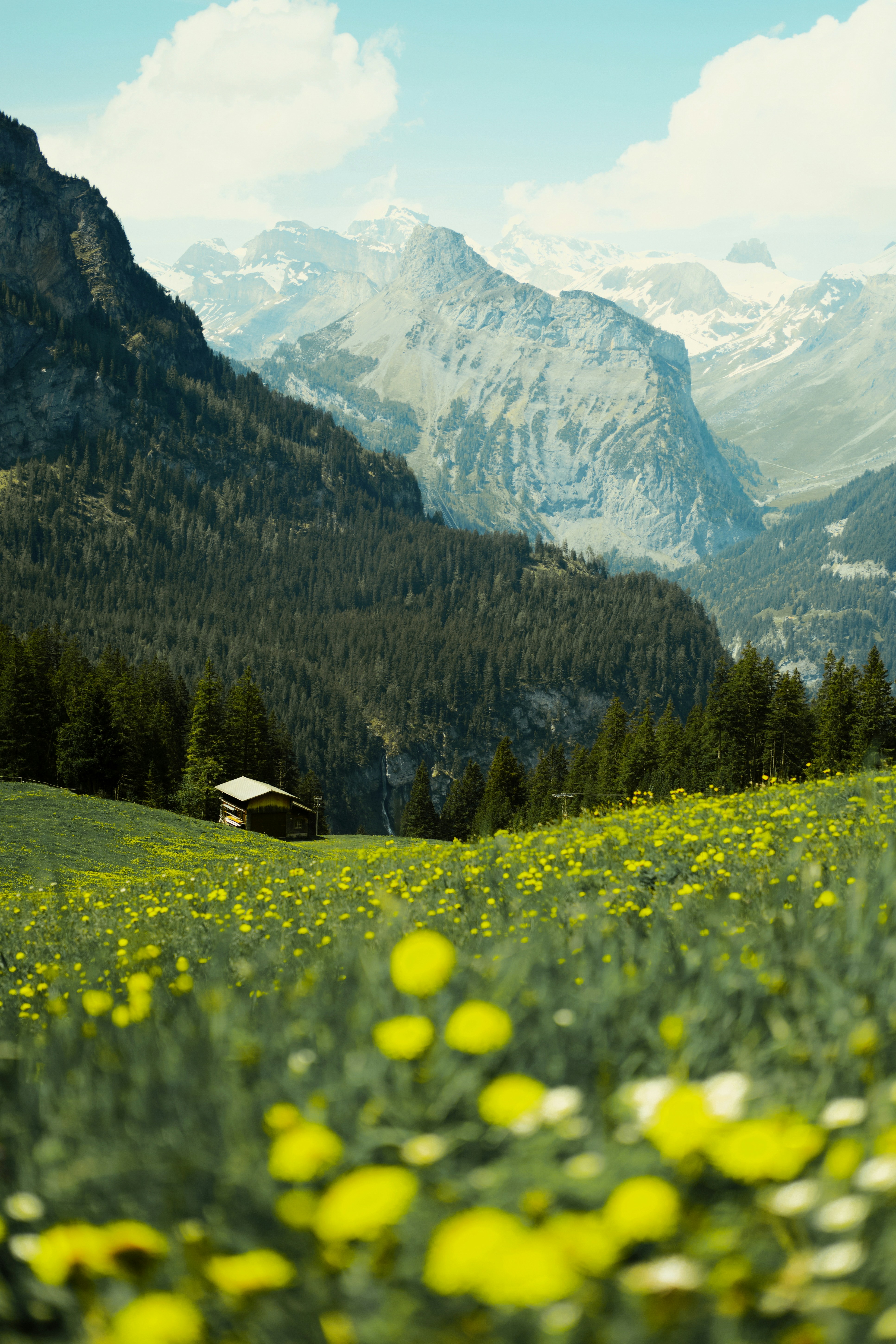 A field with yellow flowers and mountains in the background