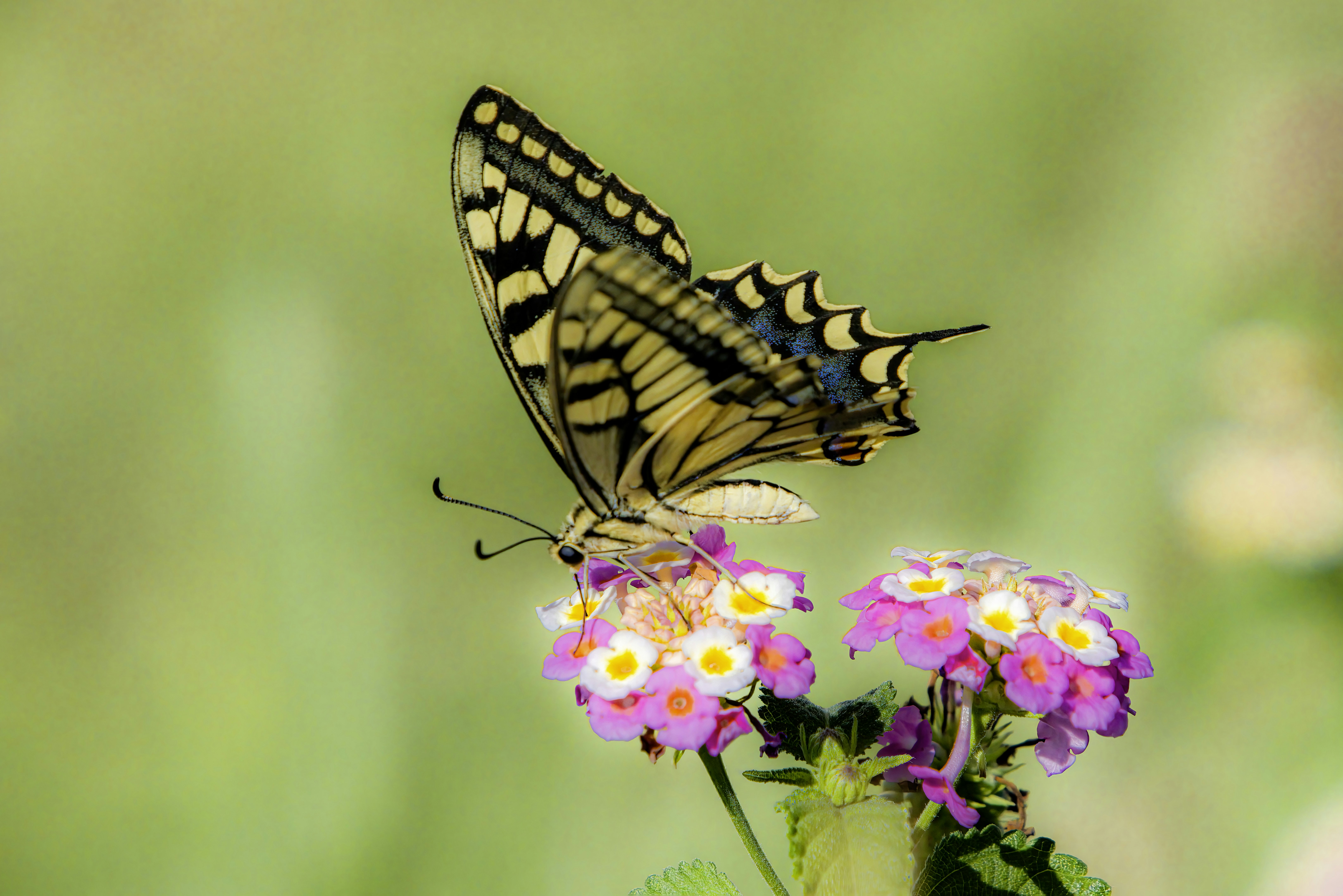 Photo by erik_karits