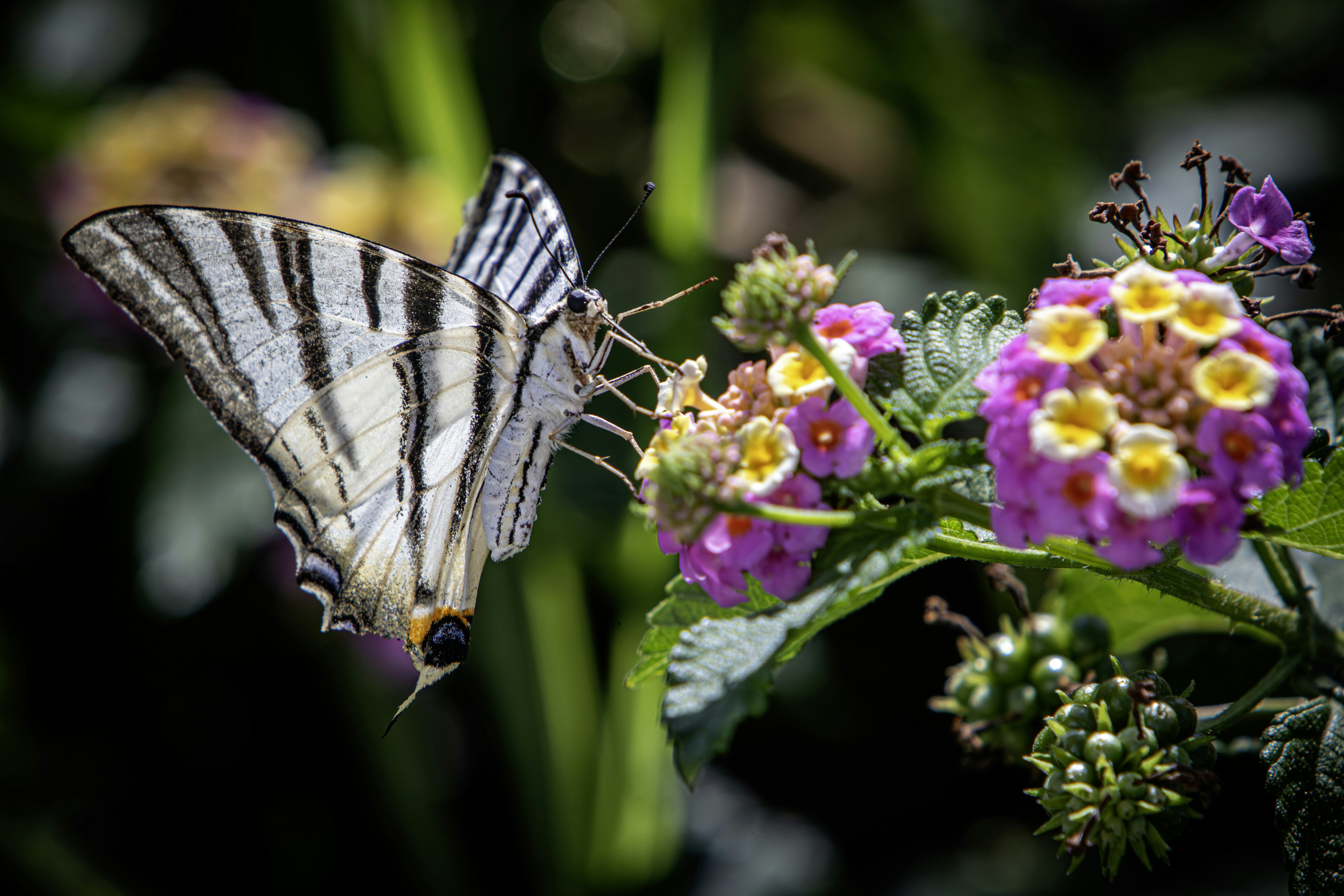 Photo by erik_karits