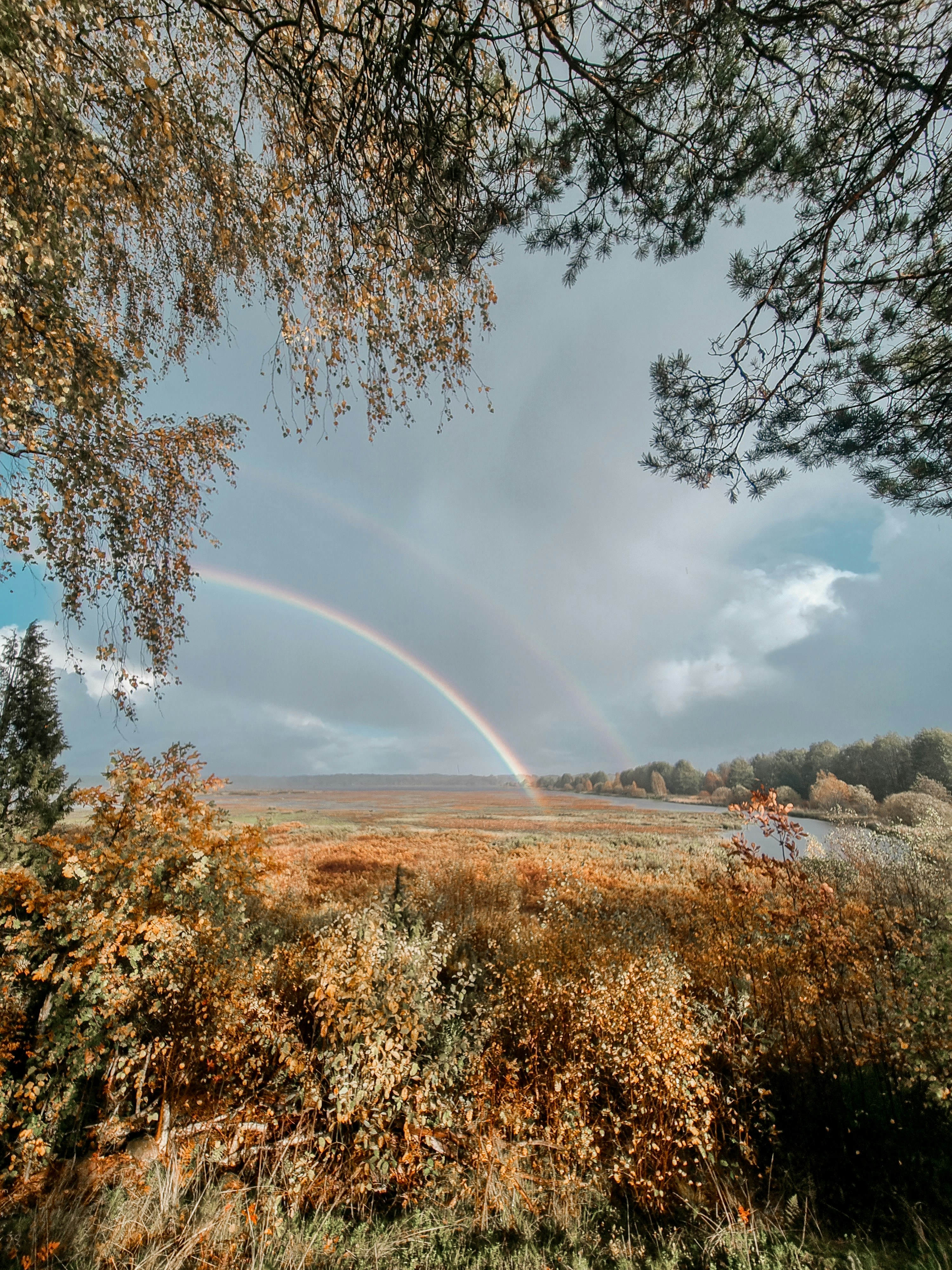 A rainbow appears in the sky over a field