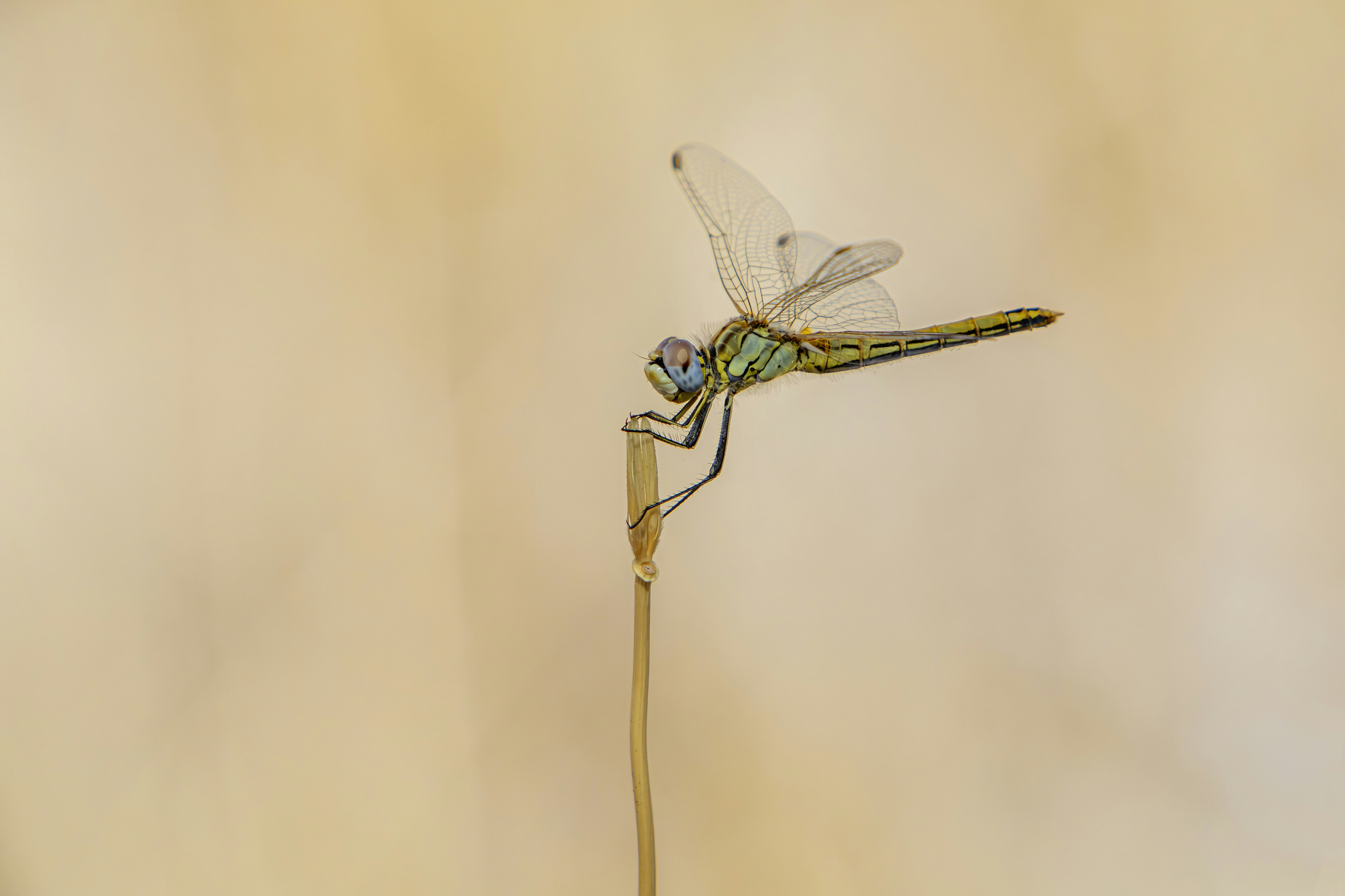 Photo by erik_karits