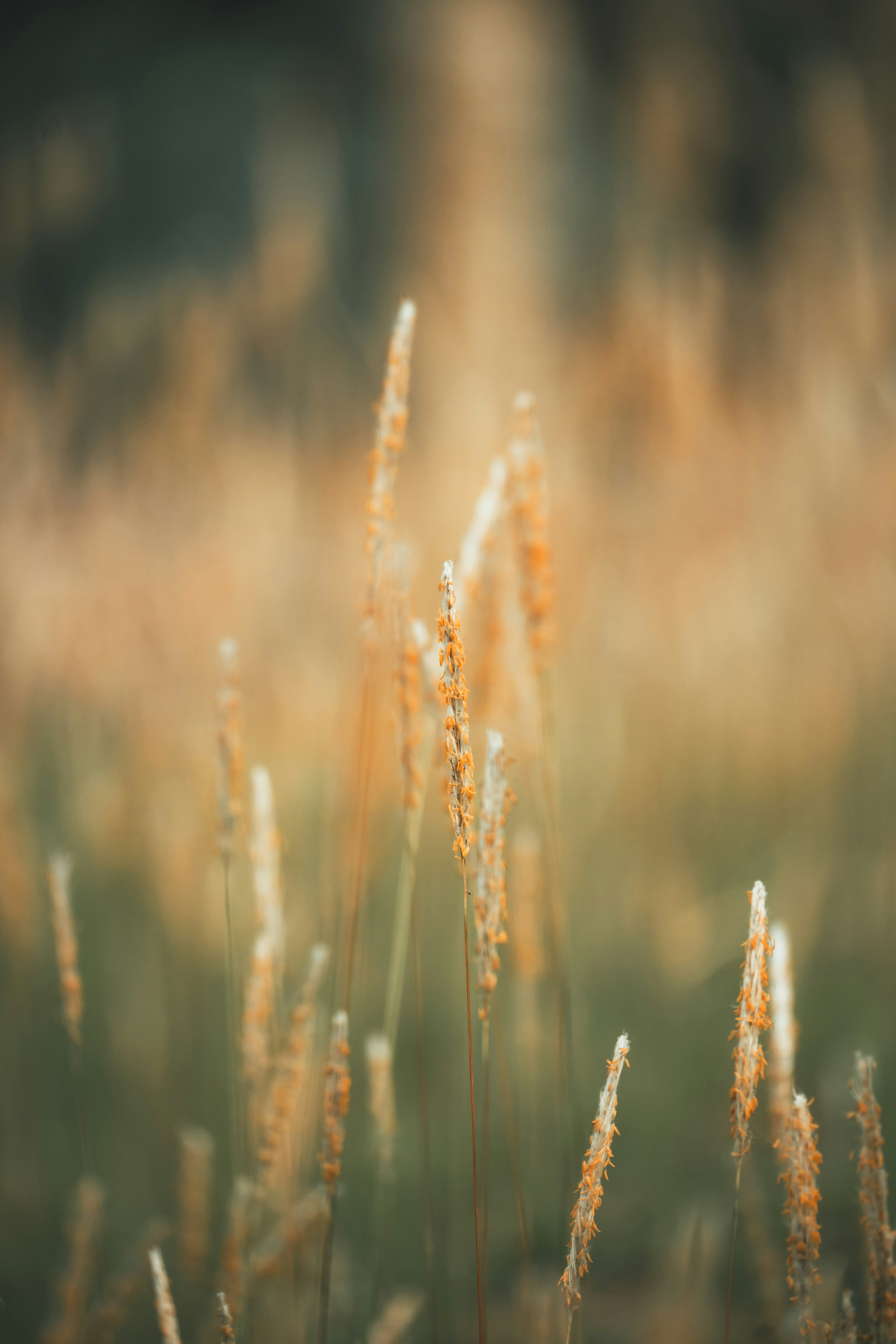 Photo by atharvad_jpeg