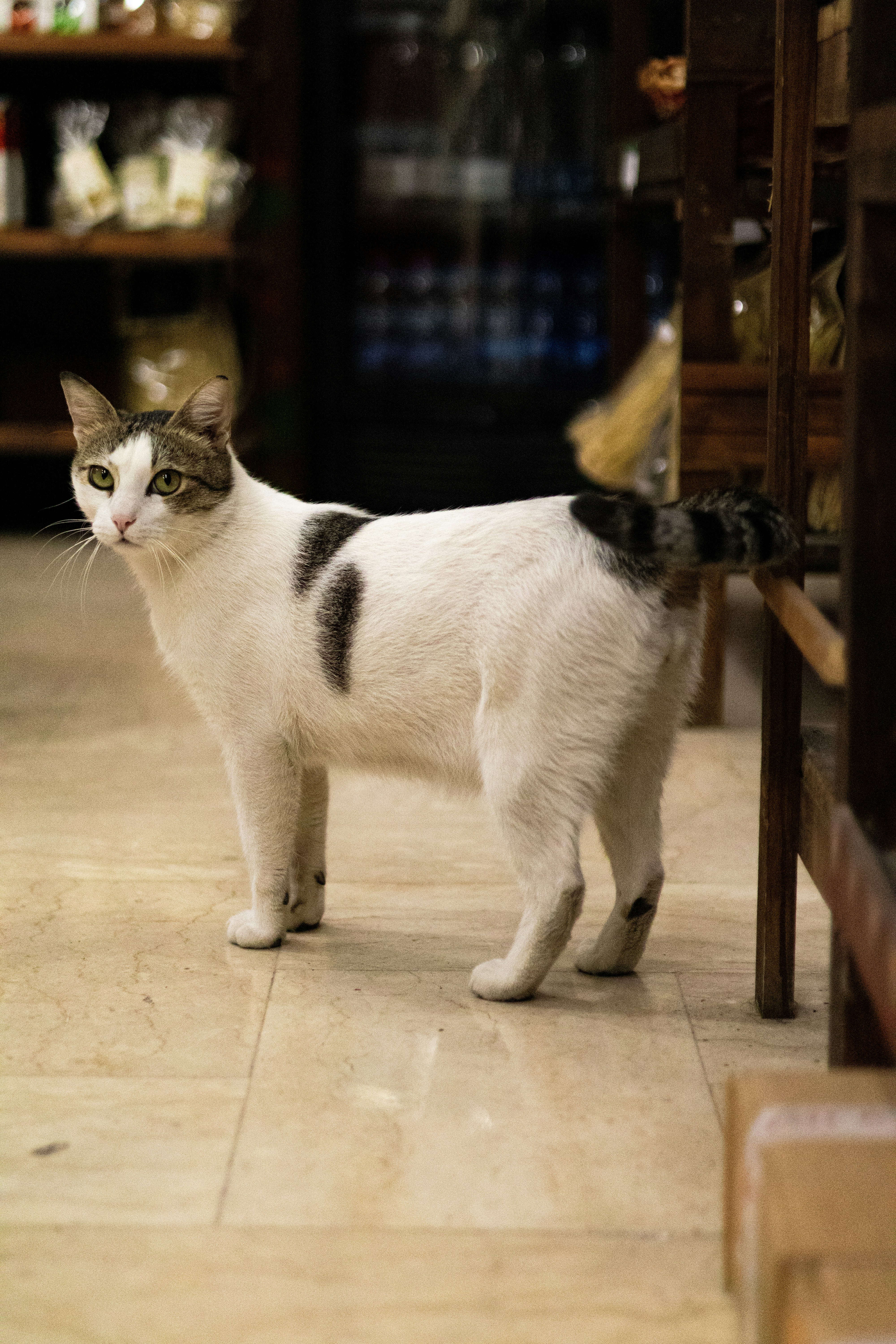 Broken or Kinked Tail: Unique Stories (image credits: unsplash)