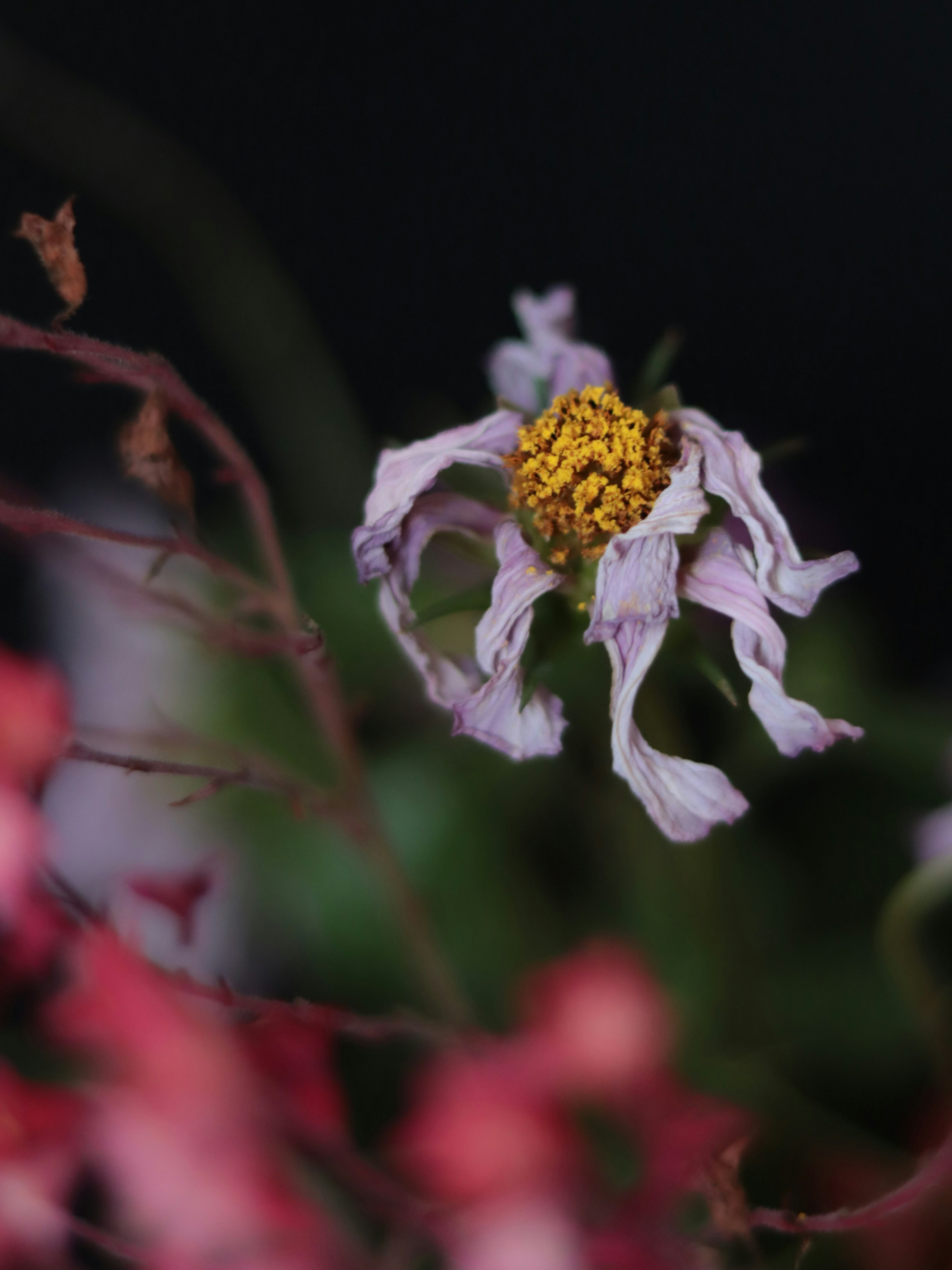 Photo by dslr_newb