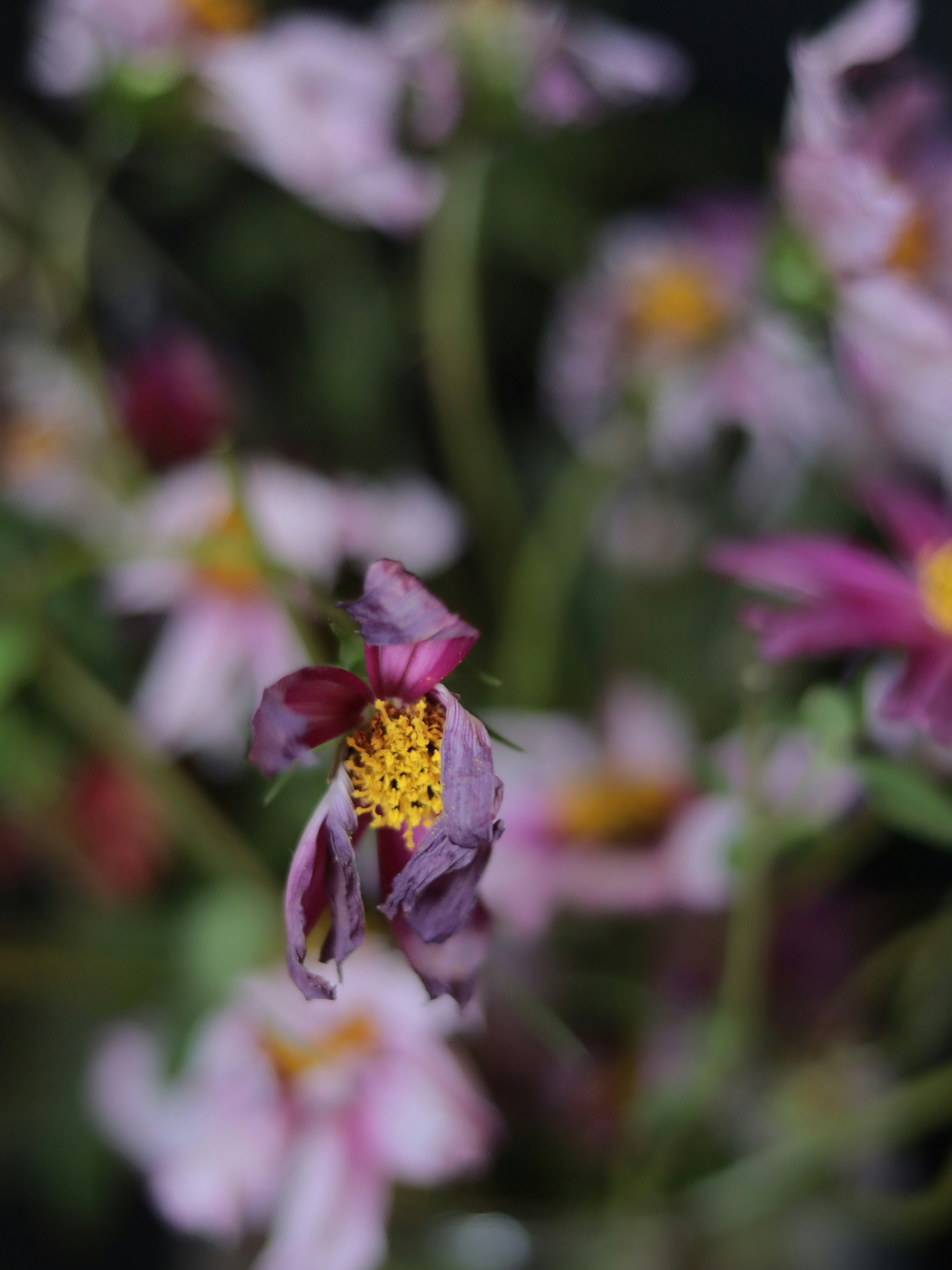 Photo by dslr_newb