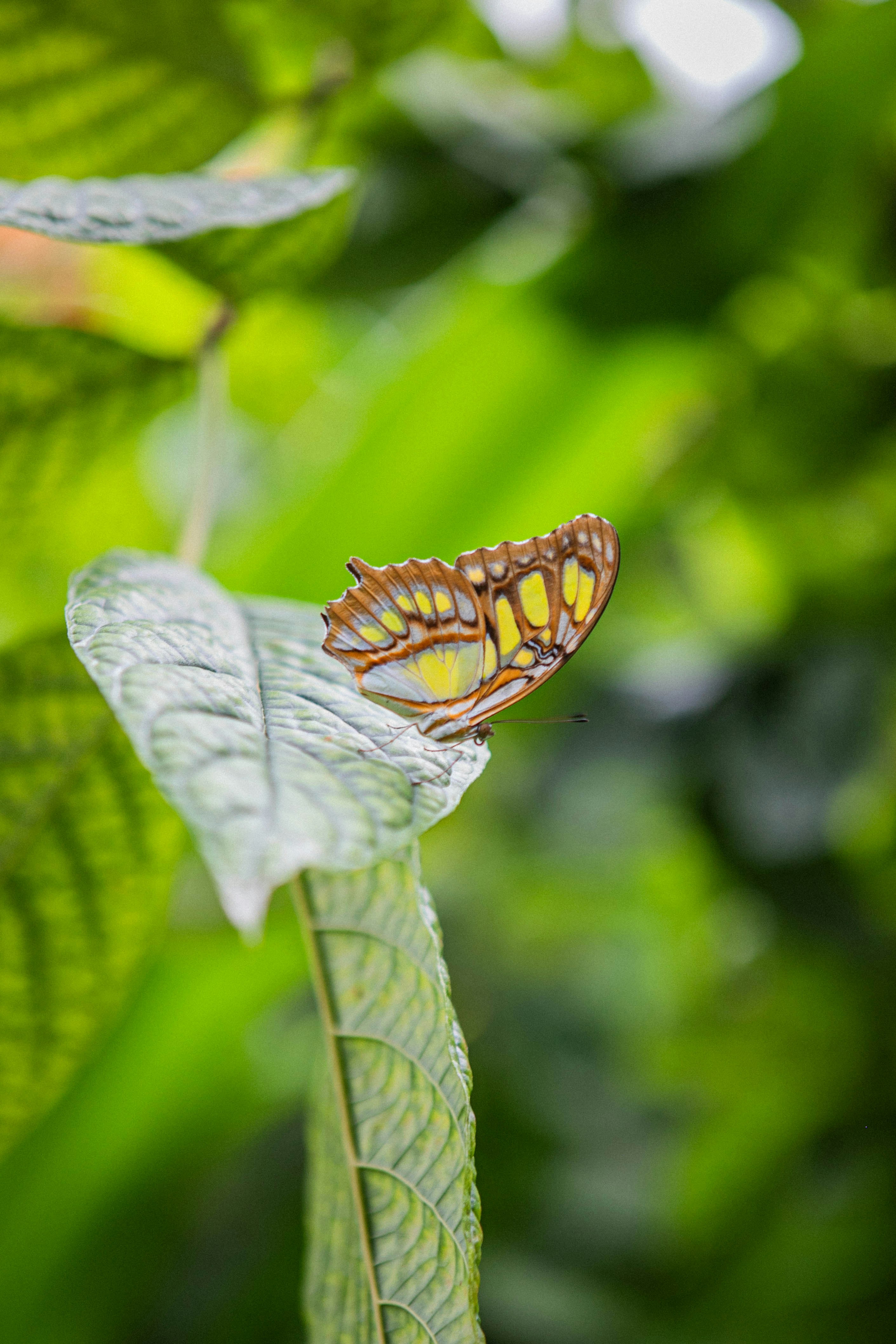 A butterfly sitting on top of a green leaf