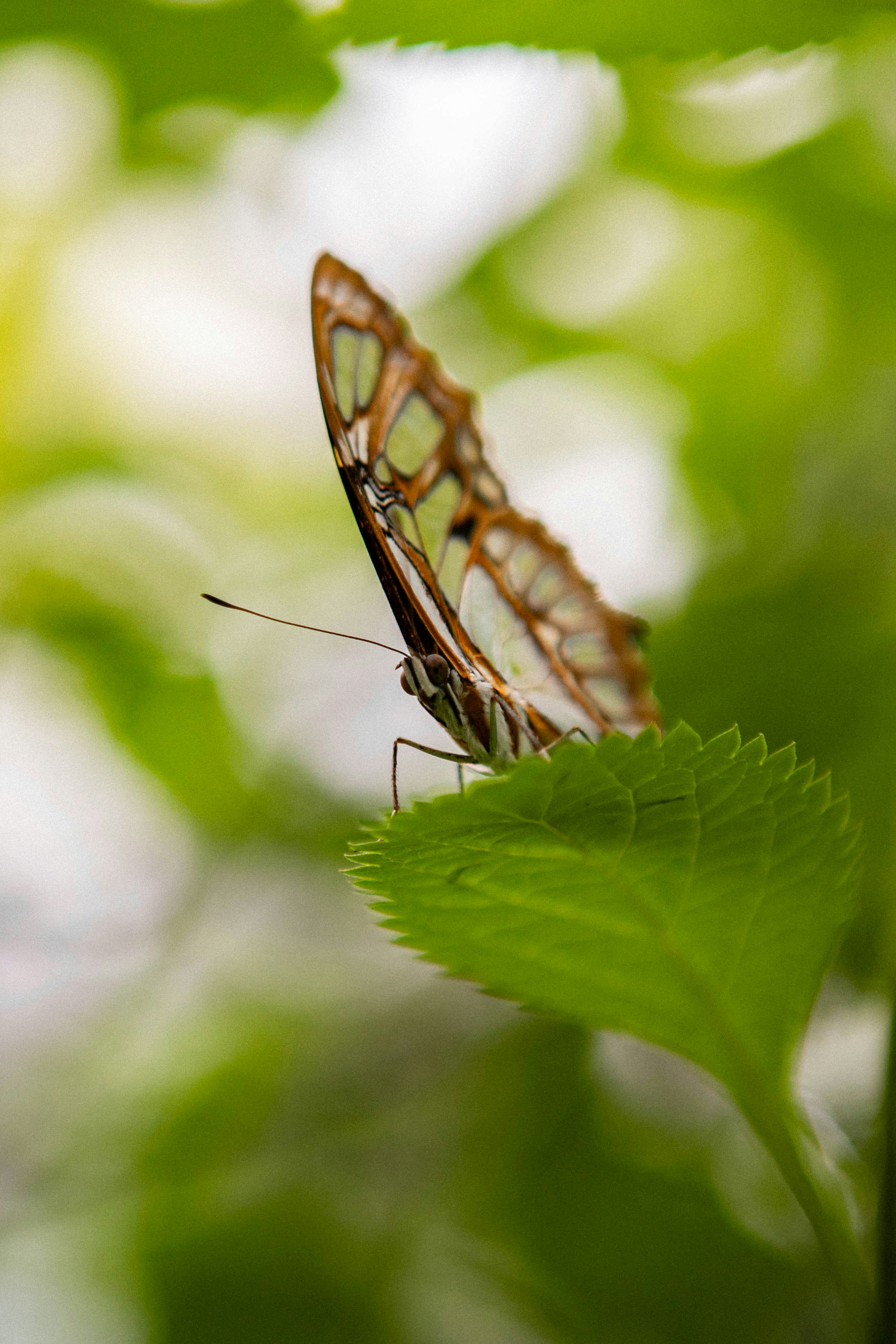 A close up of a butterfly on a leaf