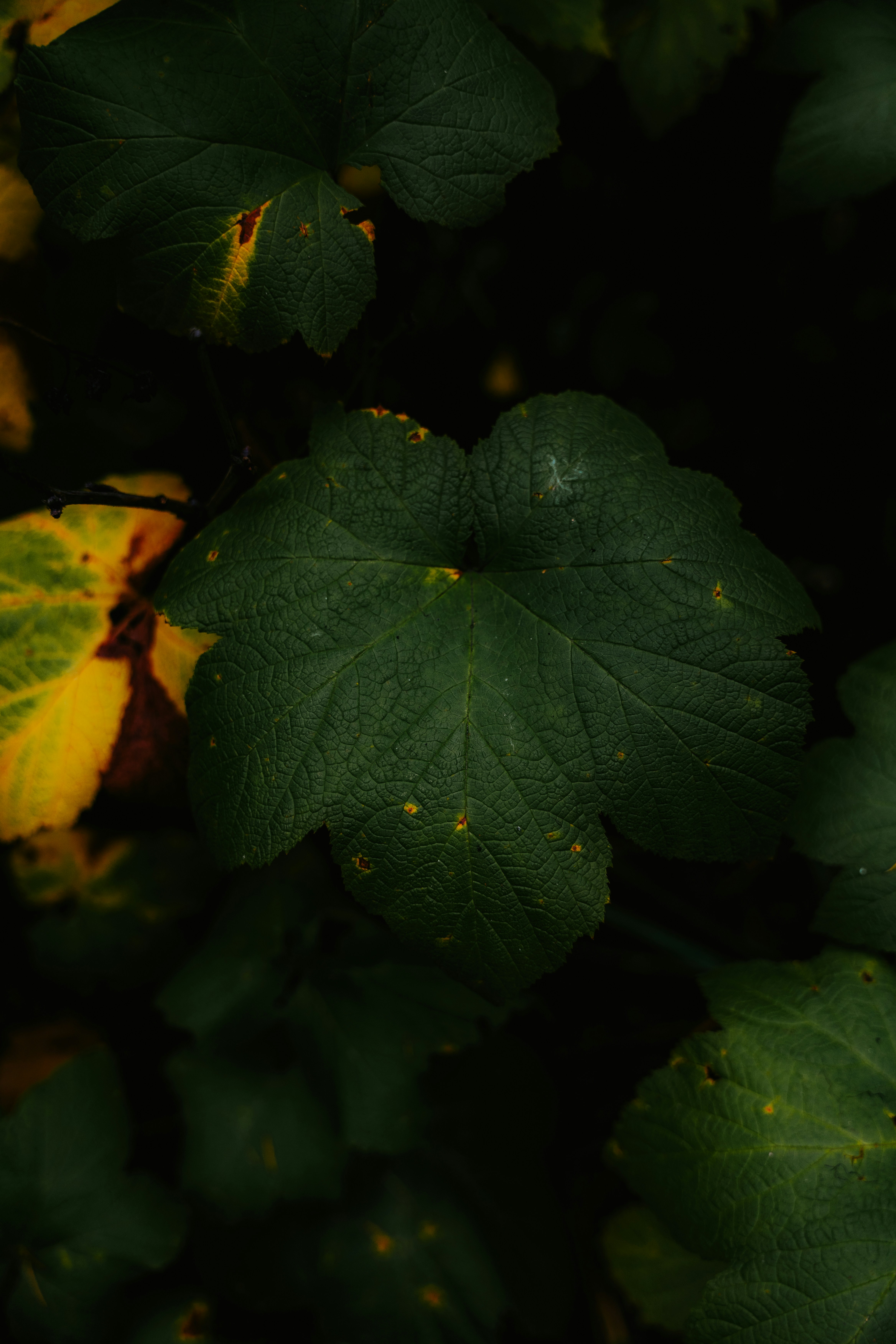 Photo by bylukemiller