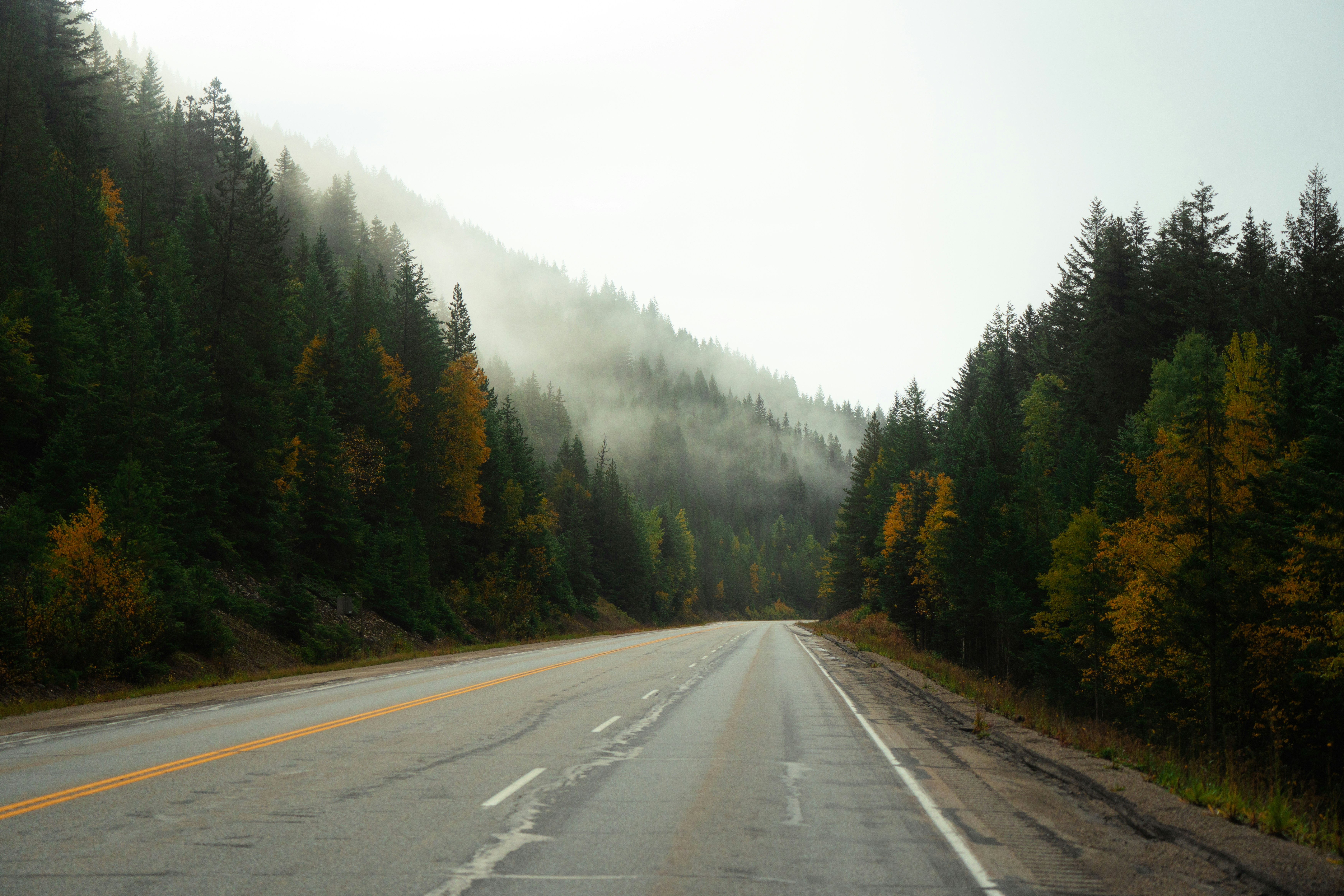 A car driving down a road surrounded by trees