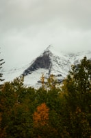 A mountain covered in snow surrounded by trees