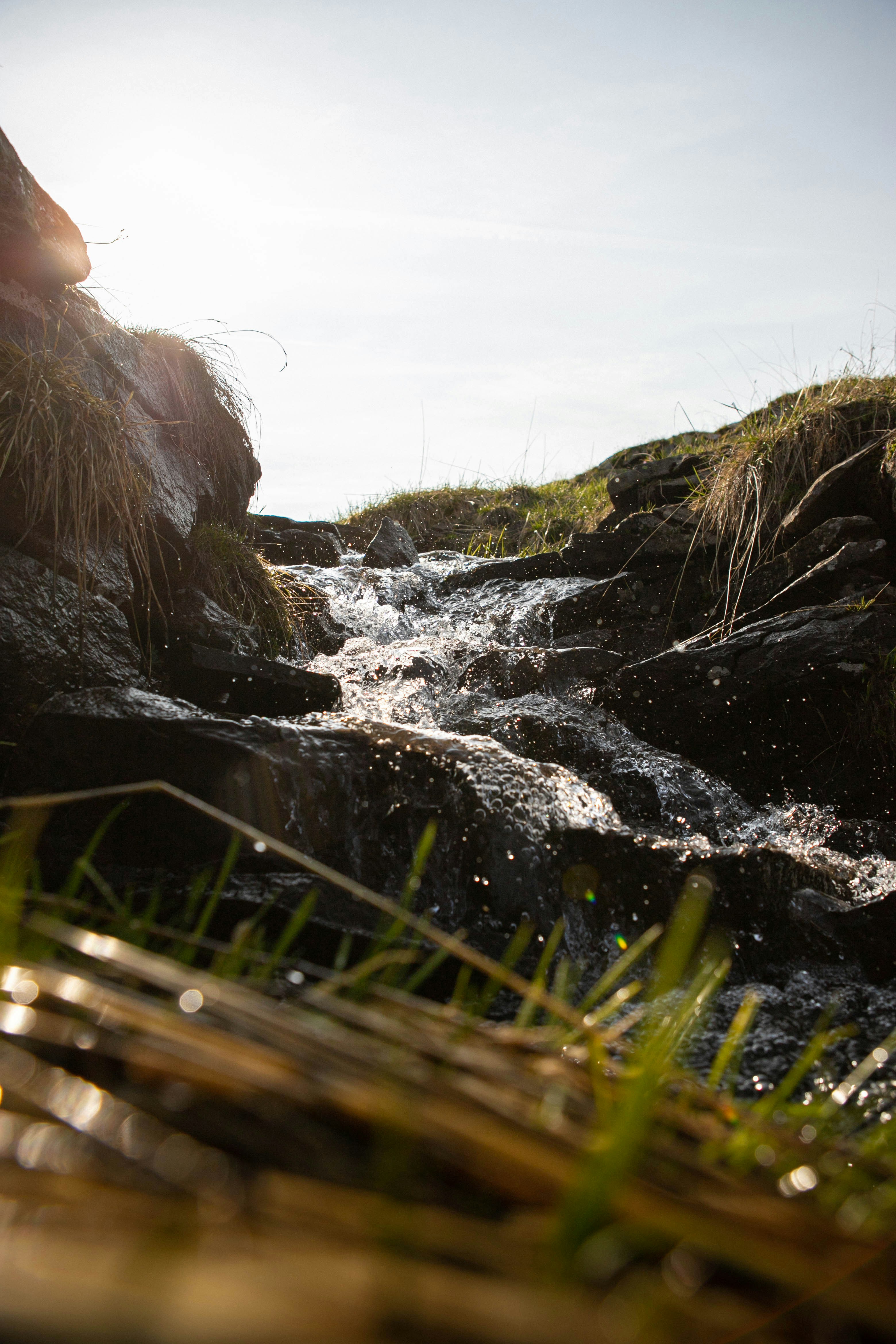 A stream running through a lush green forest