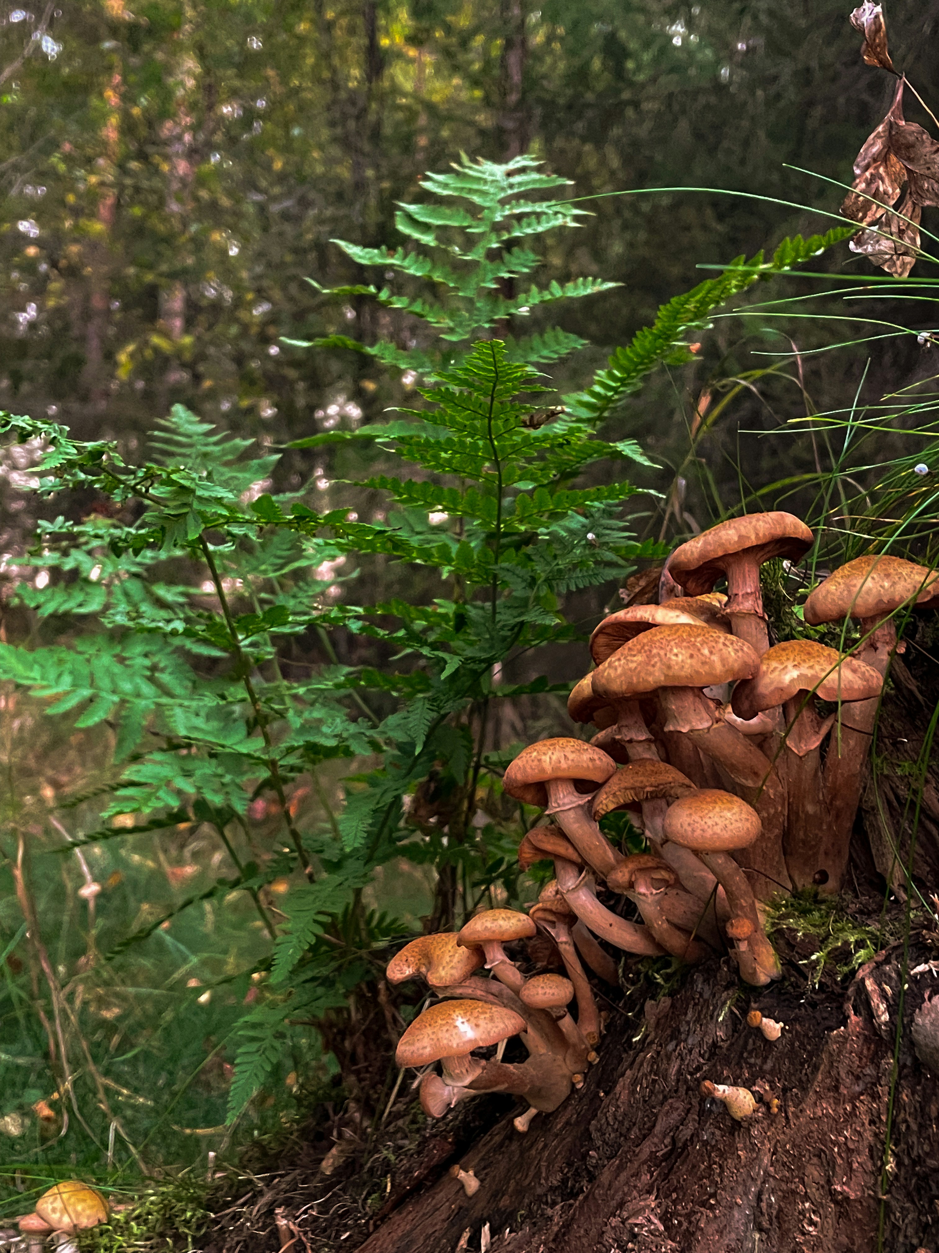 A group of mushrooms growing on a tree stump