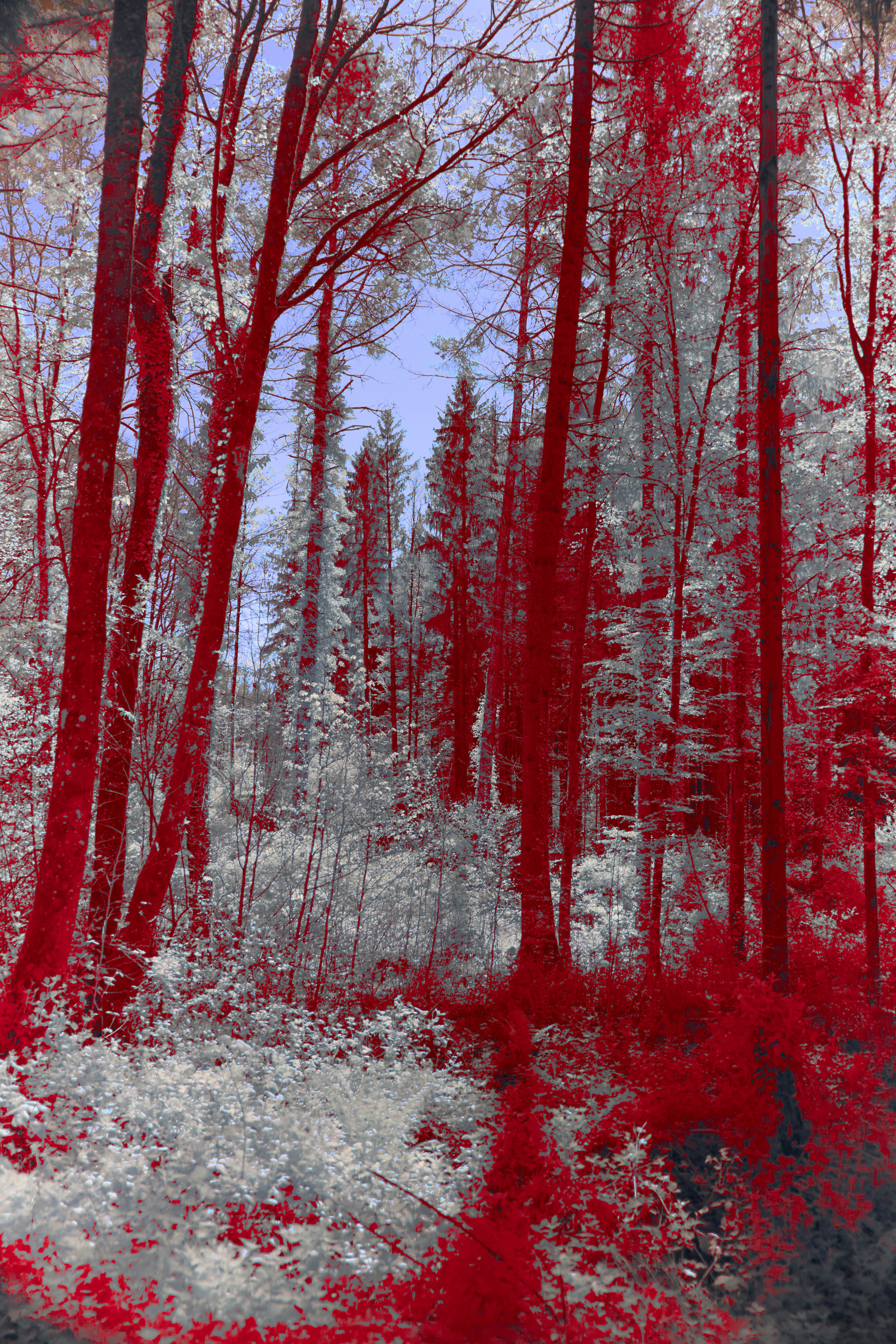 Photo by wolfgang_hasselmann